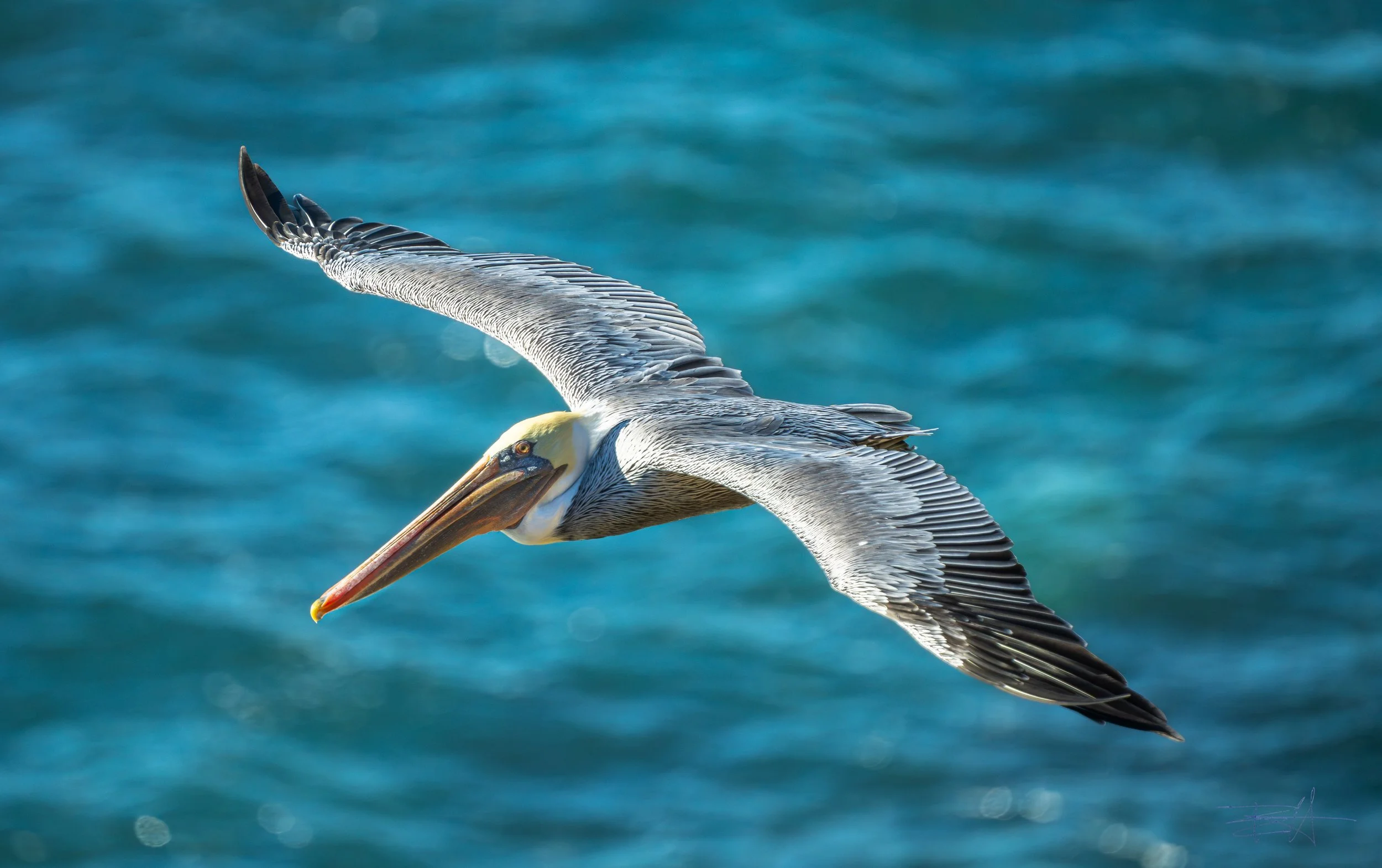 Pelican Soaring below the bluff