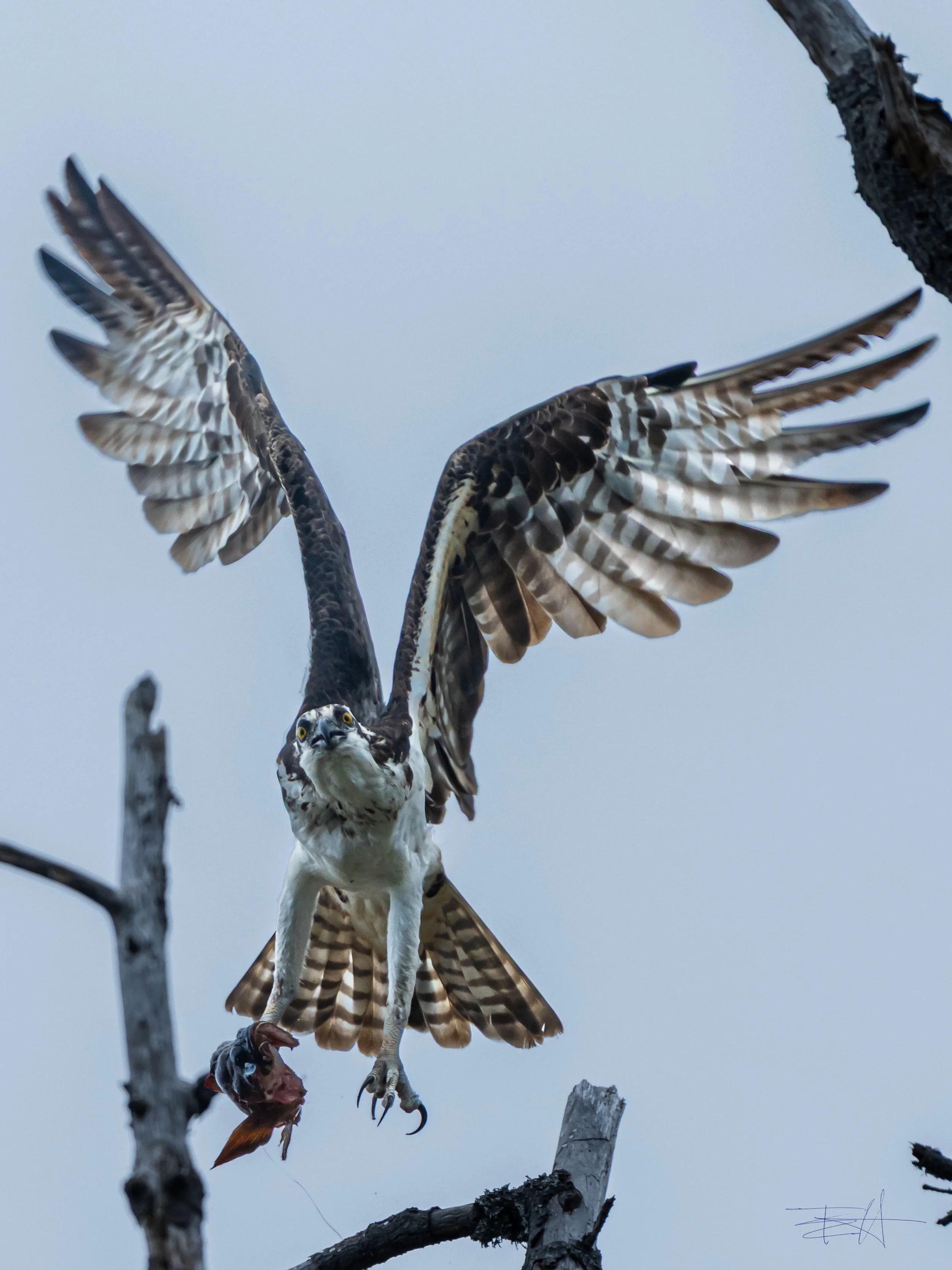 Osprey with fish taking off