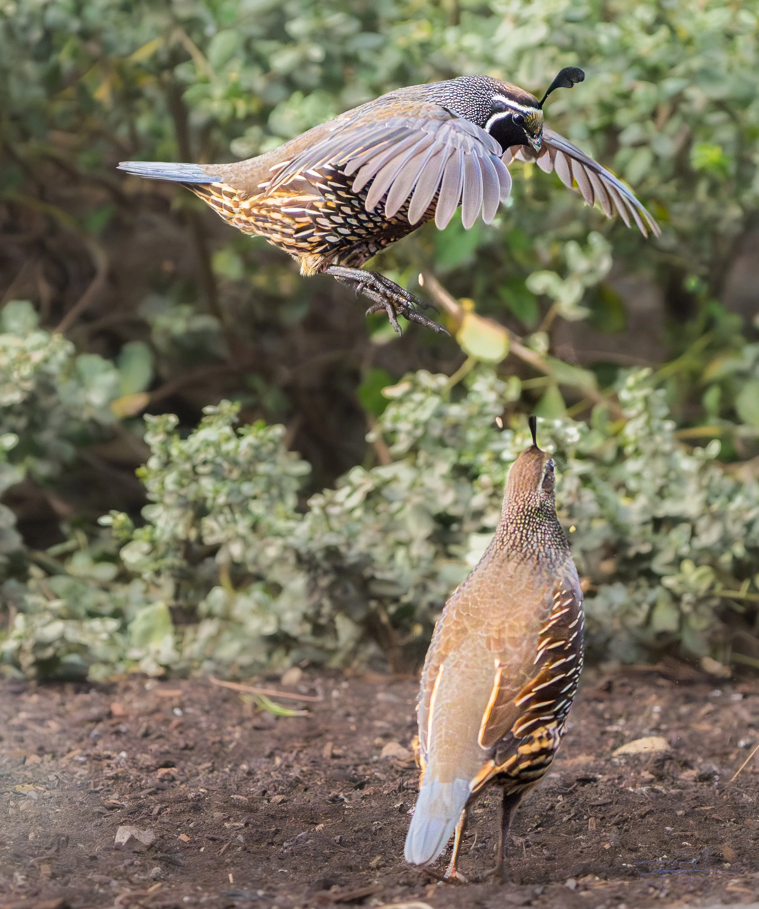 Mom and pop quail leaping for falling seed from feeders above