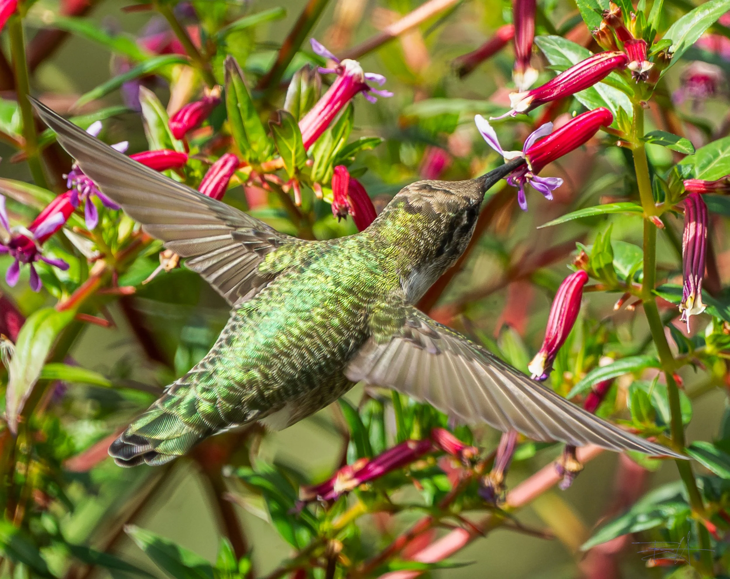 Ana's Hummingbird feeding on fuchsias 2