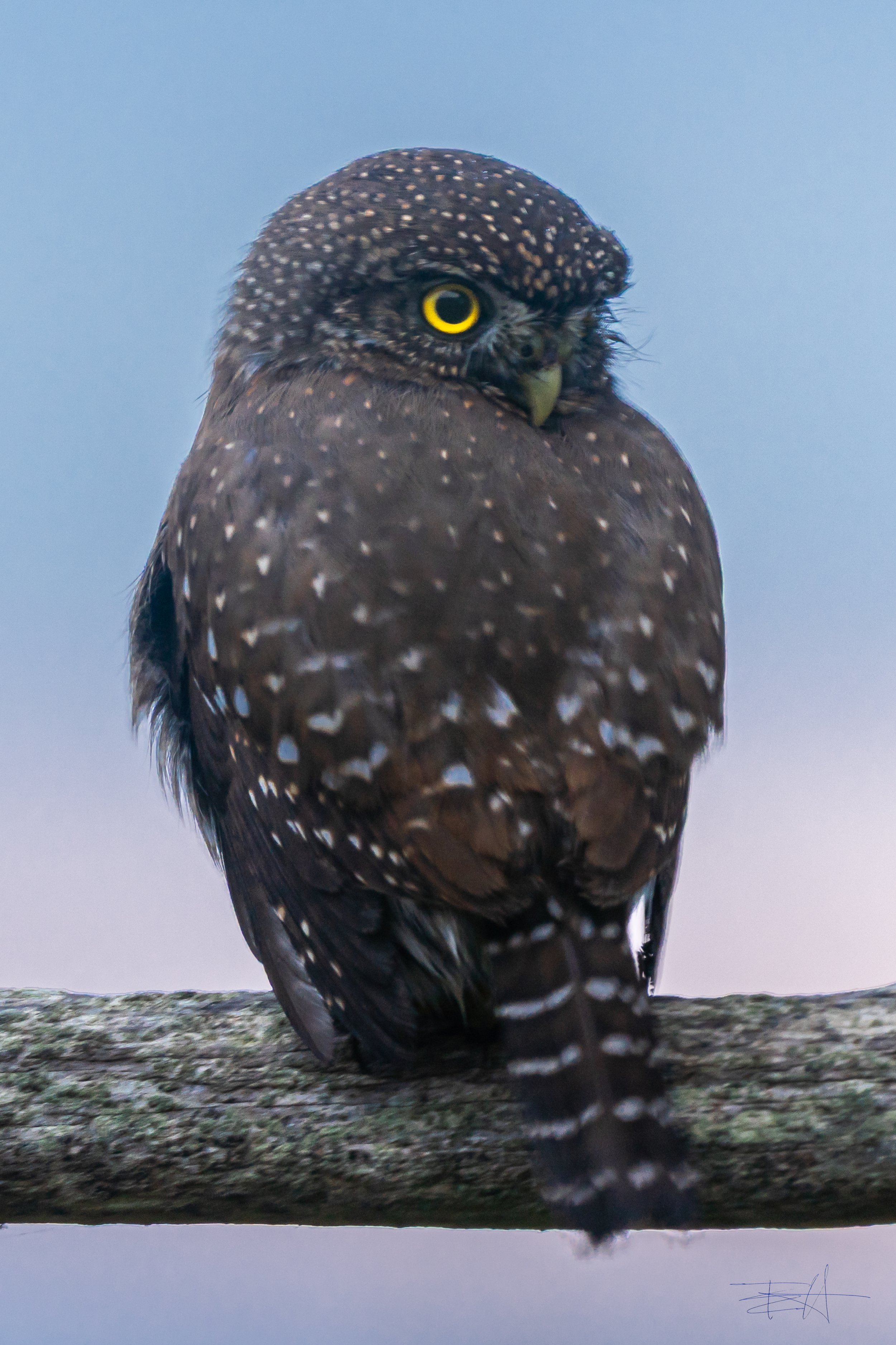 Bird-Northern Pygmy Owl-20211105-_DSC6348.jpg