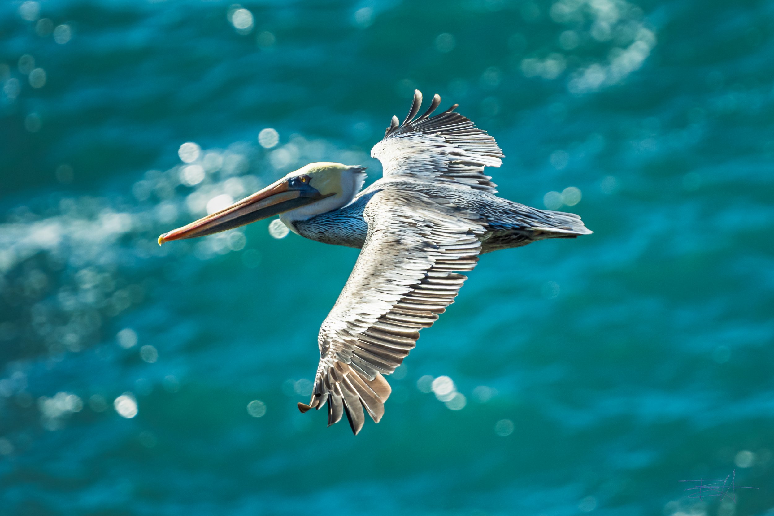 Pelican soaring below