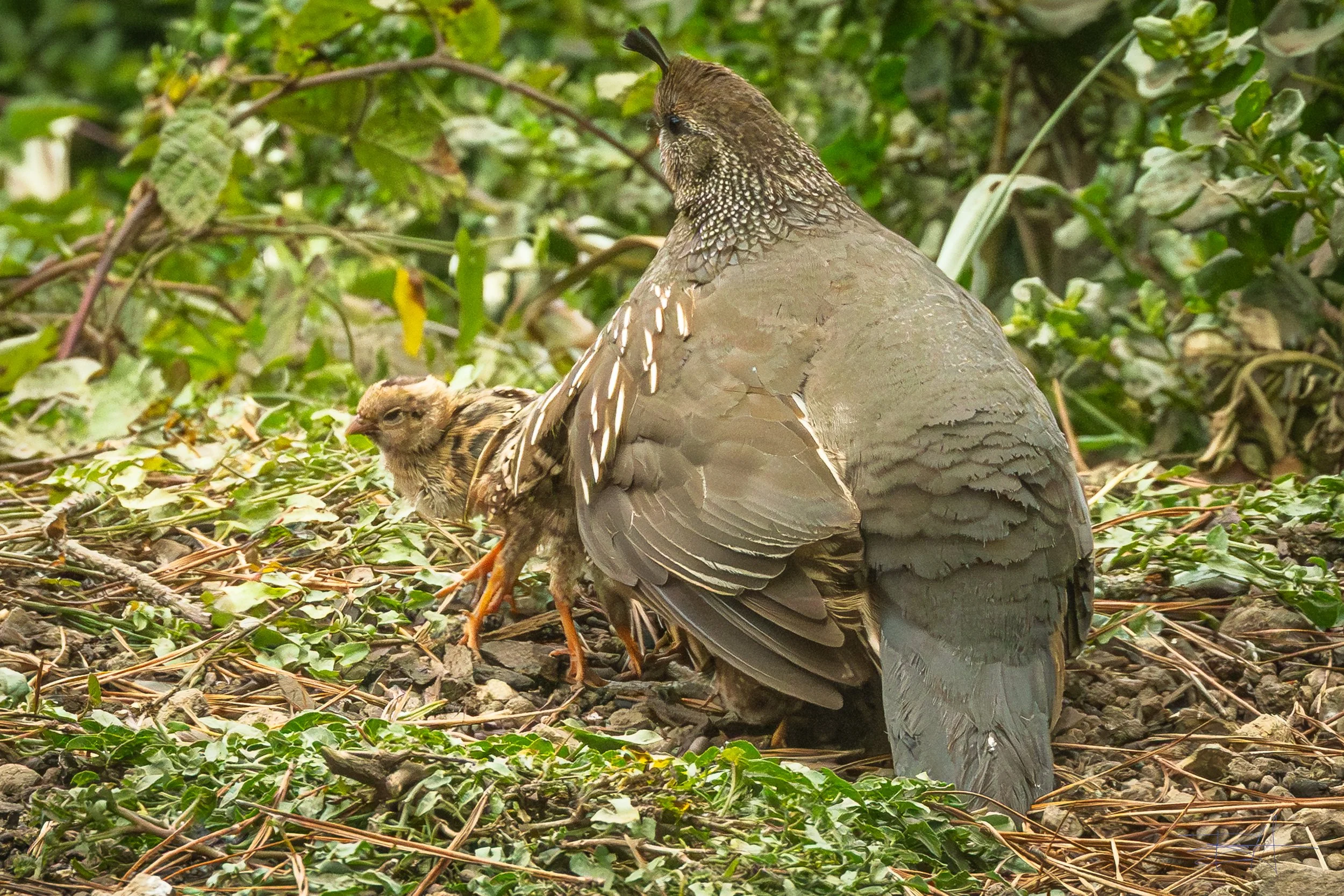 Mom giving warm shelter for the brood