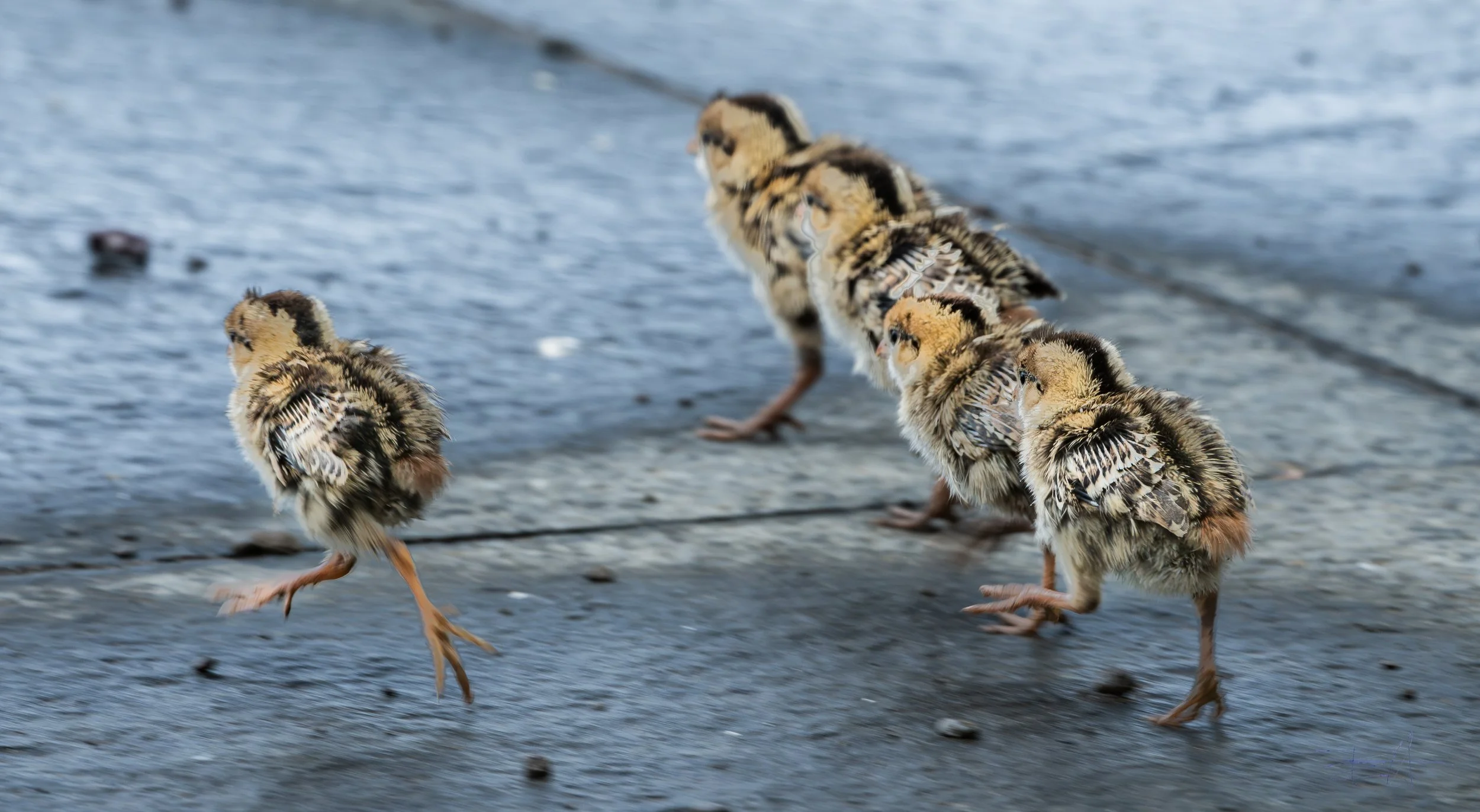 Young quail marching across patio