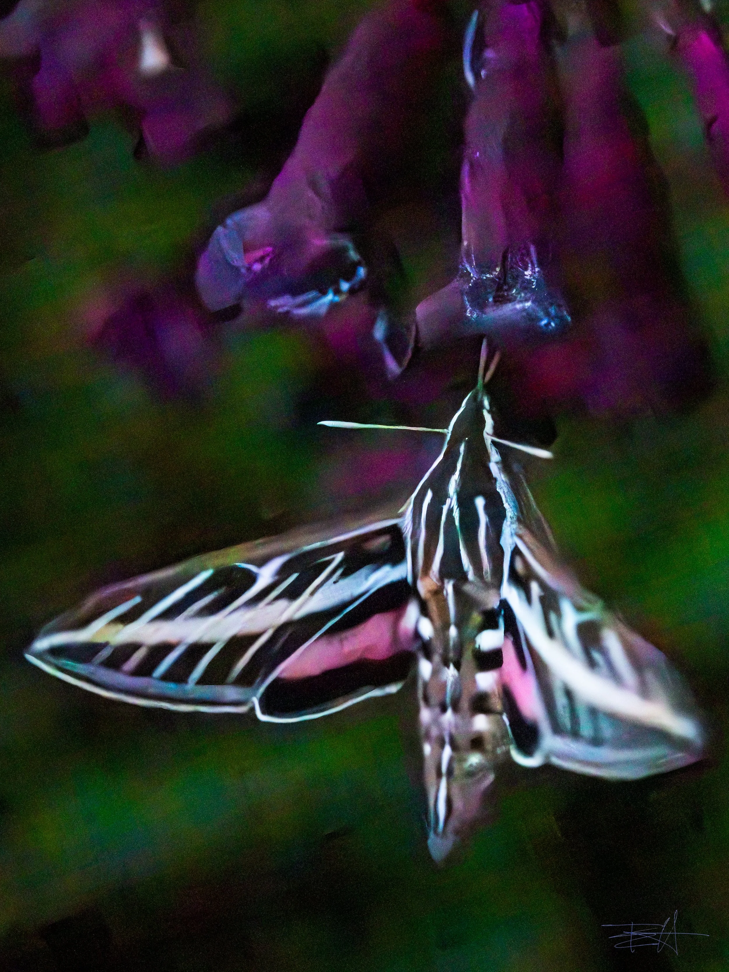 Hummingbird Moth feeding on flowers 2