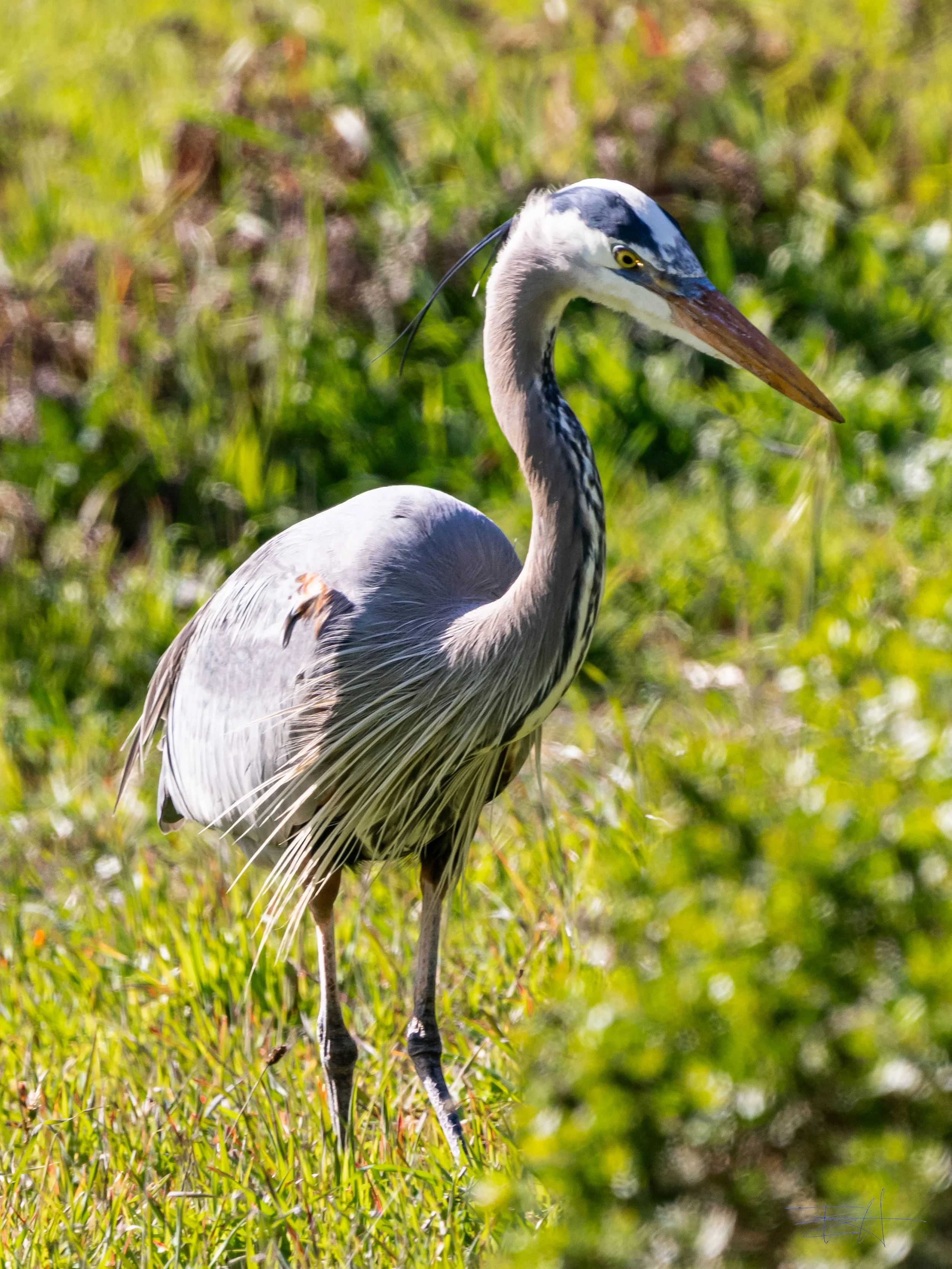 Great Blue Heron hunting in or yard 2