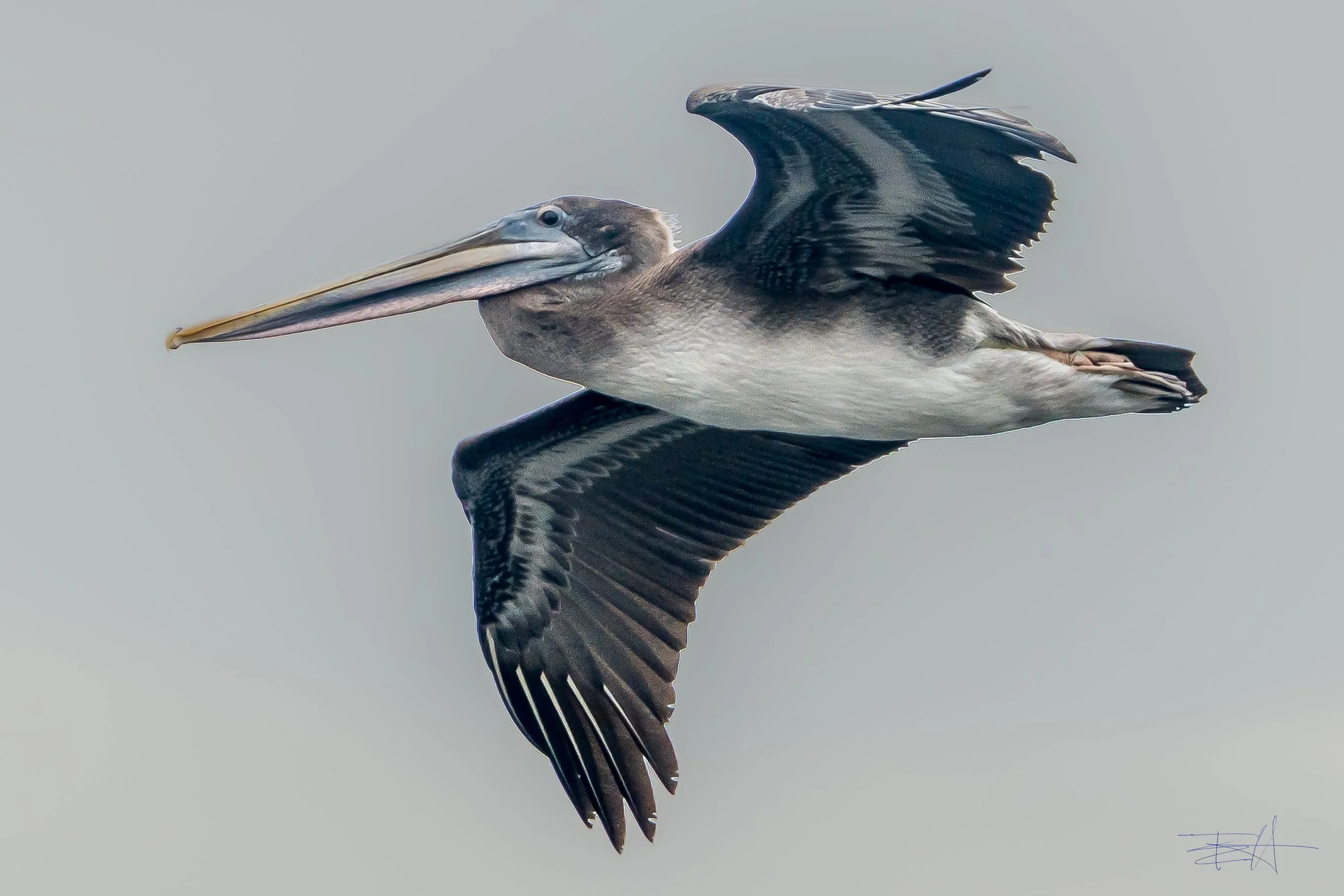 Pelican Soaring above