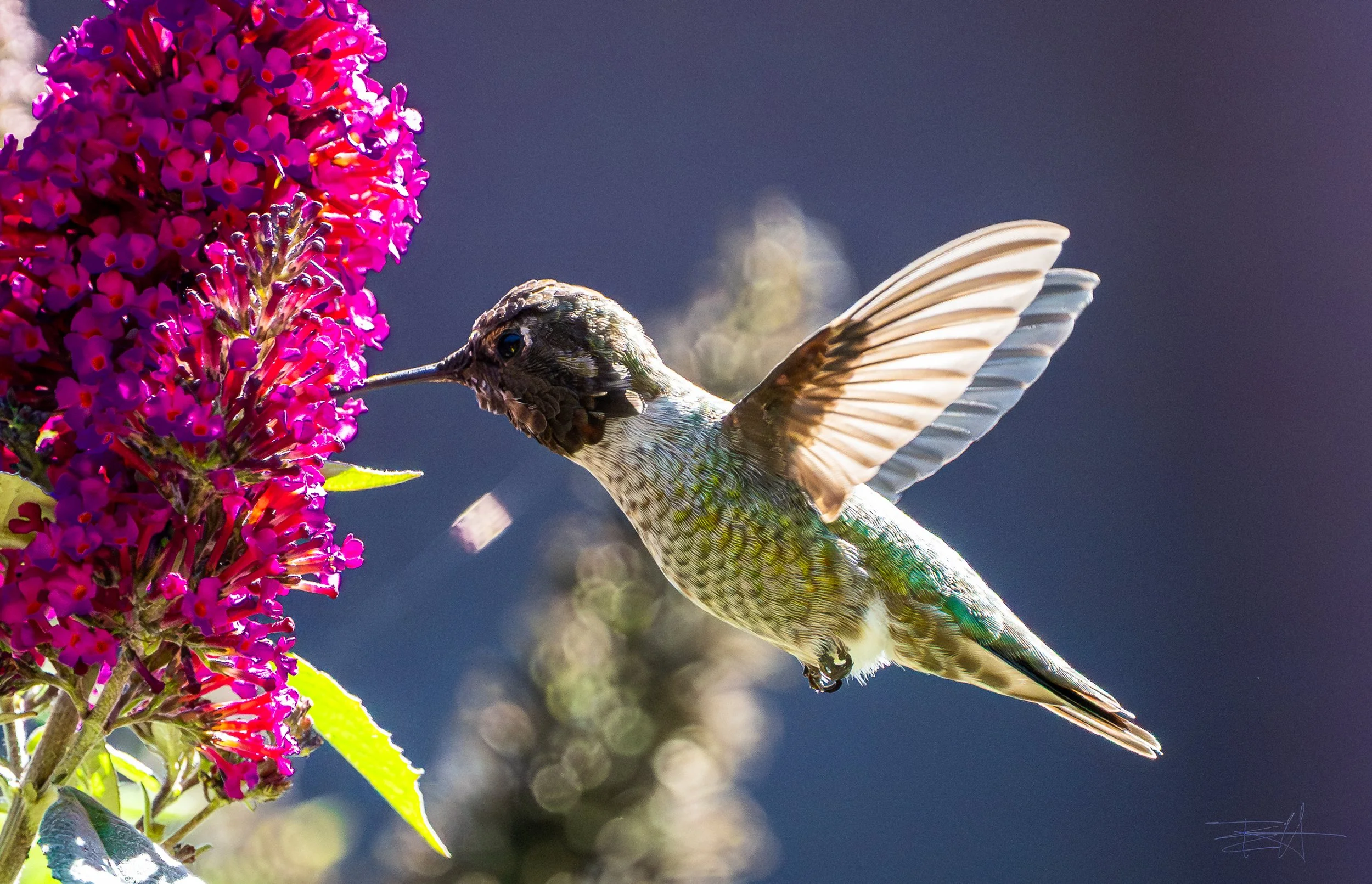 Ana's Hummingbird feeding on butterfly bush