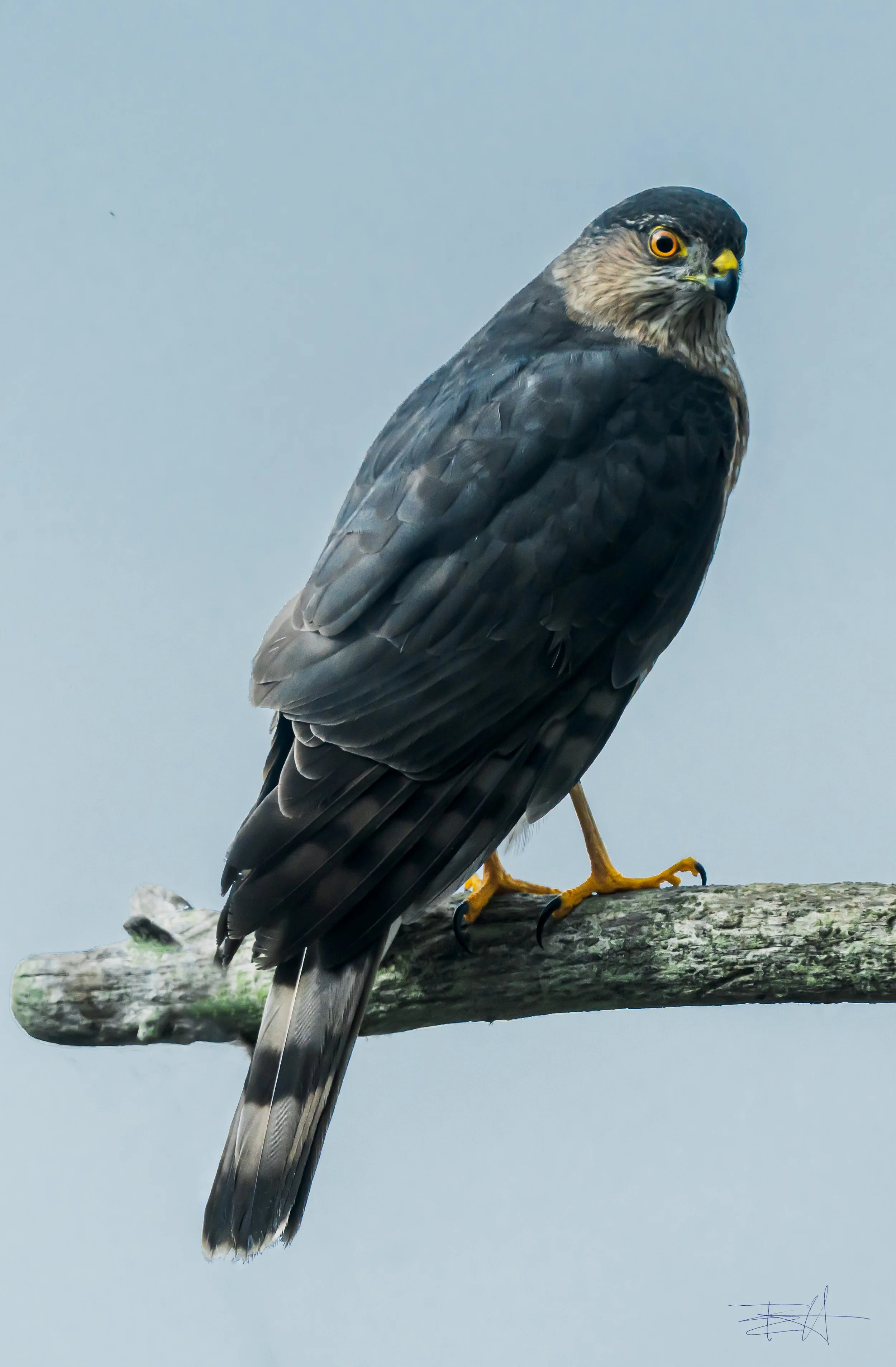 Sharp Shinned Hawk hunting in our yard 2