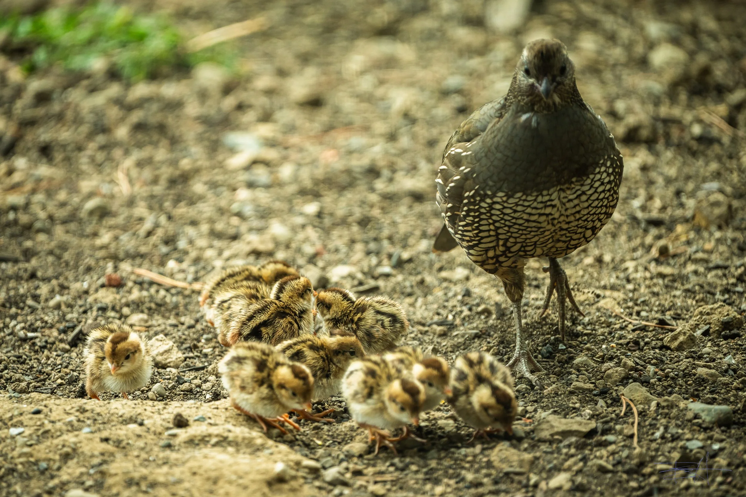 Mom Quail and her brood feeding 2