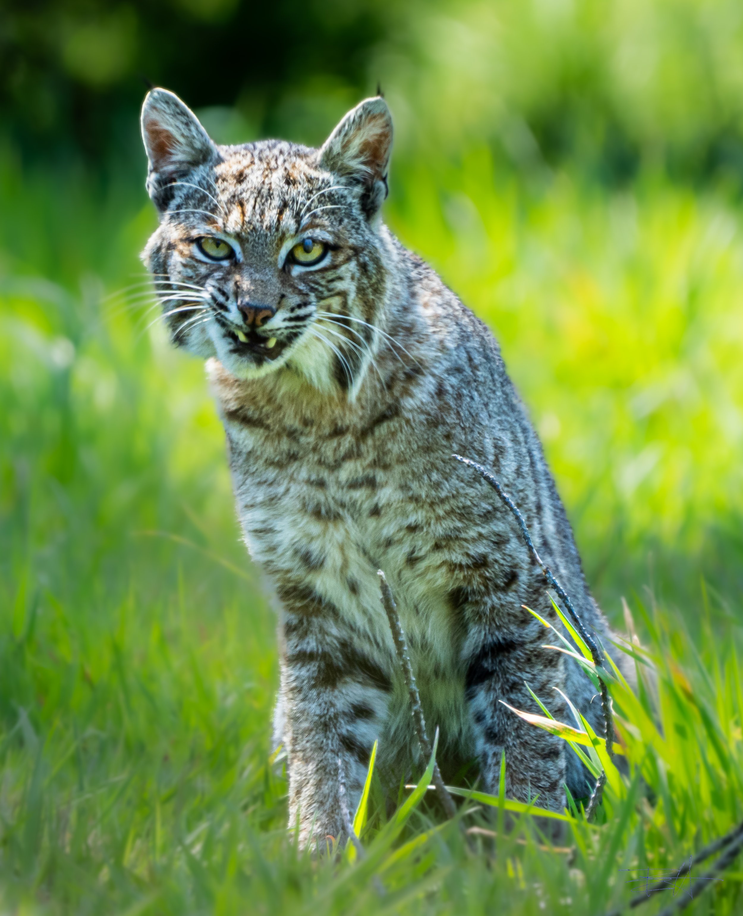 Bobcat lounging in the sun in our yard 3