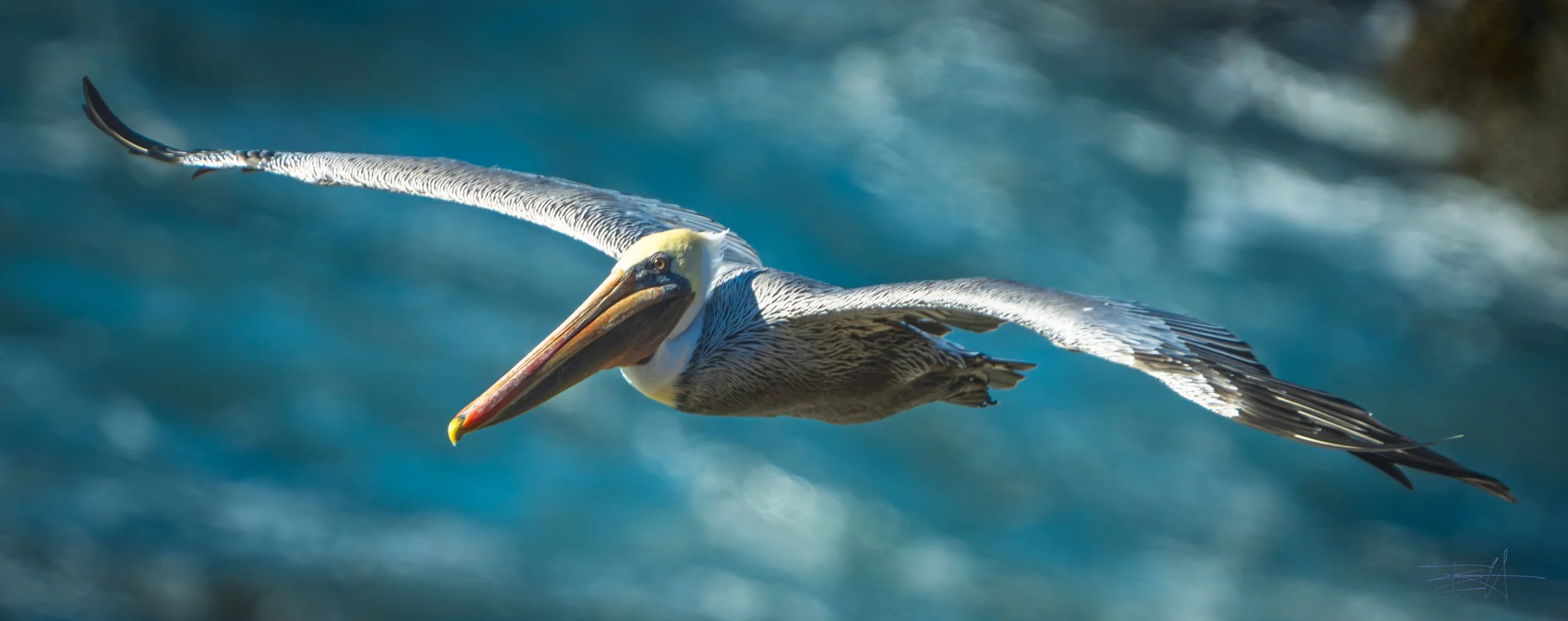 Pelican Soaring below