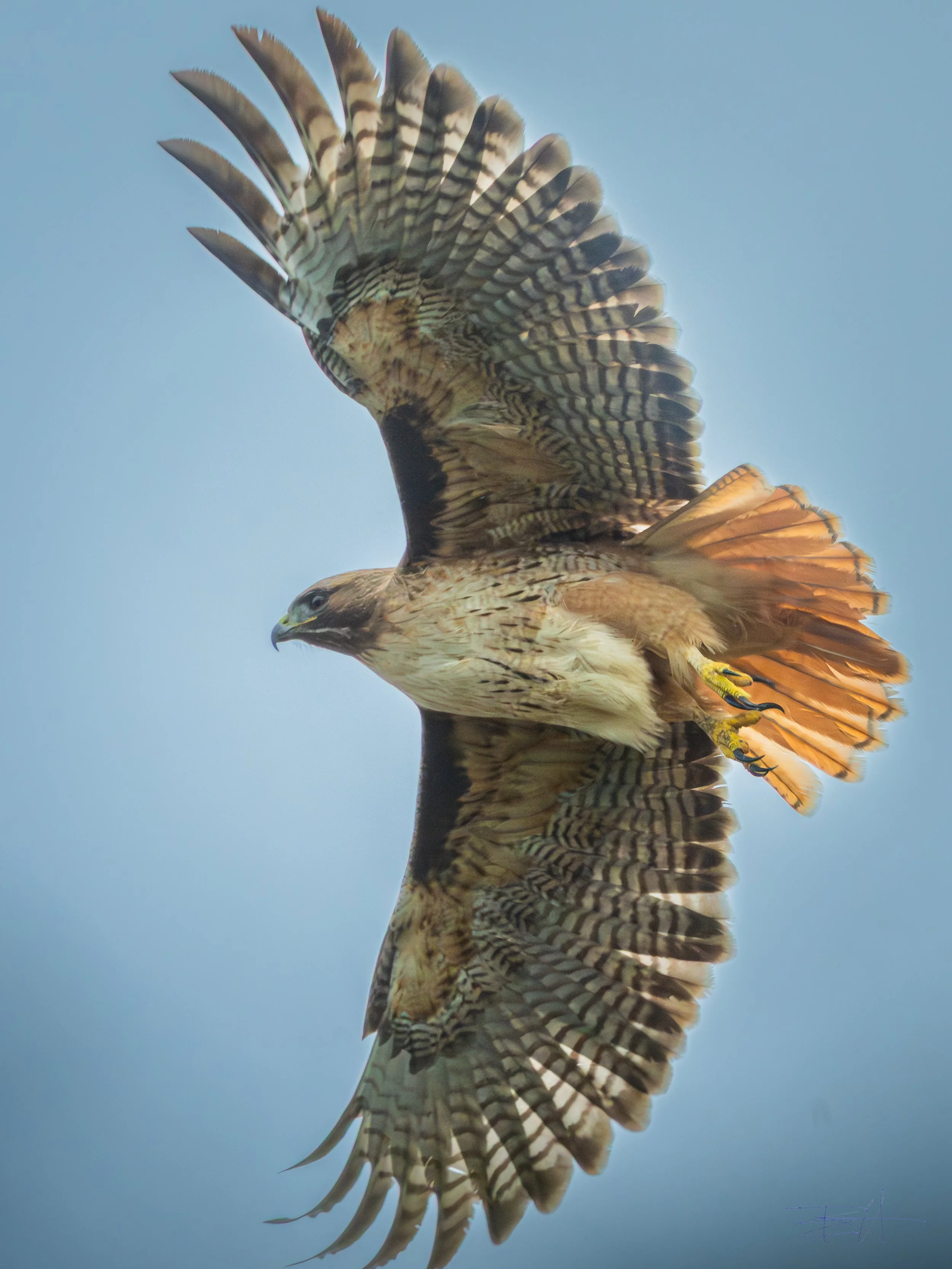 Red Tailed Hawk soaring over our yard