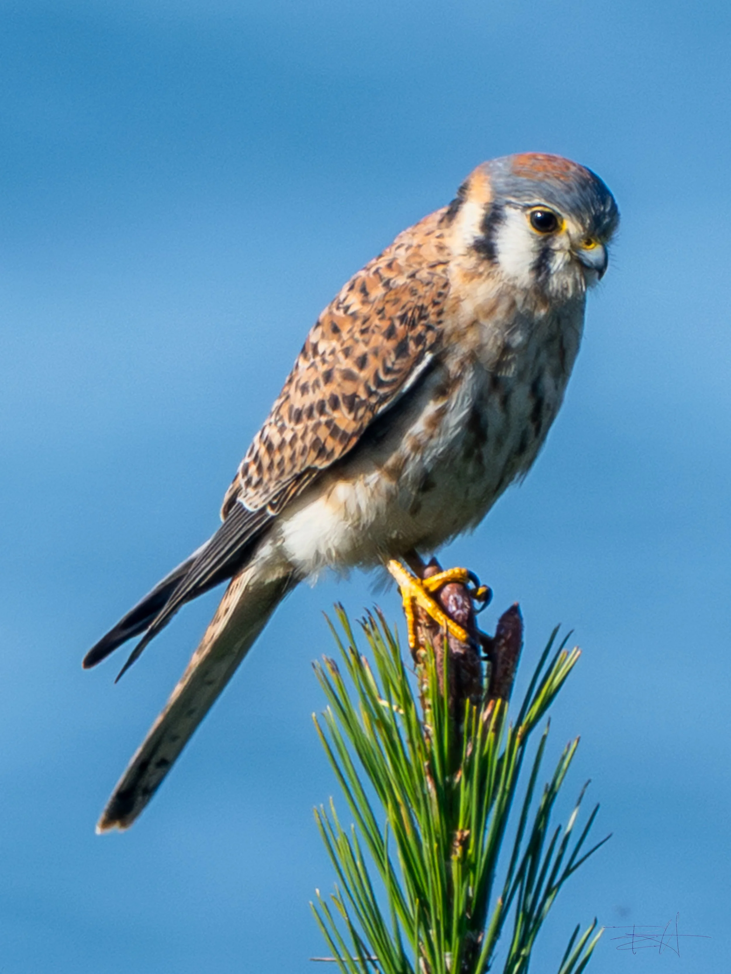 American Kestrel hunting in our yard 2
