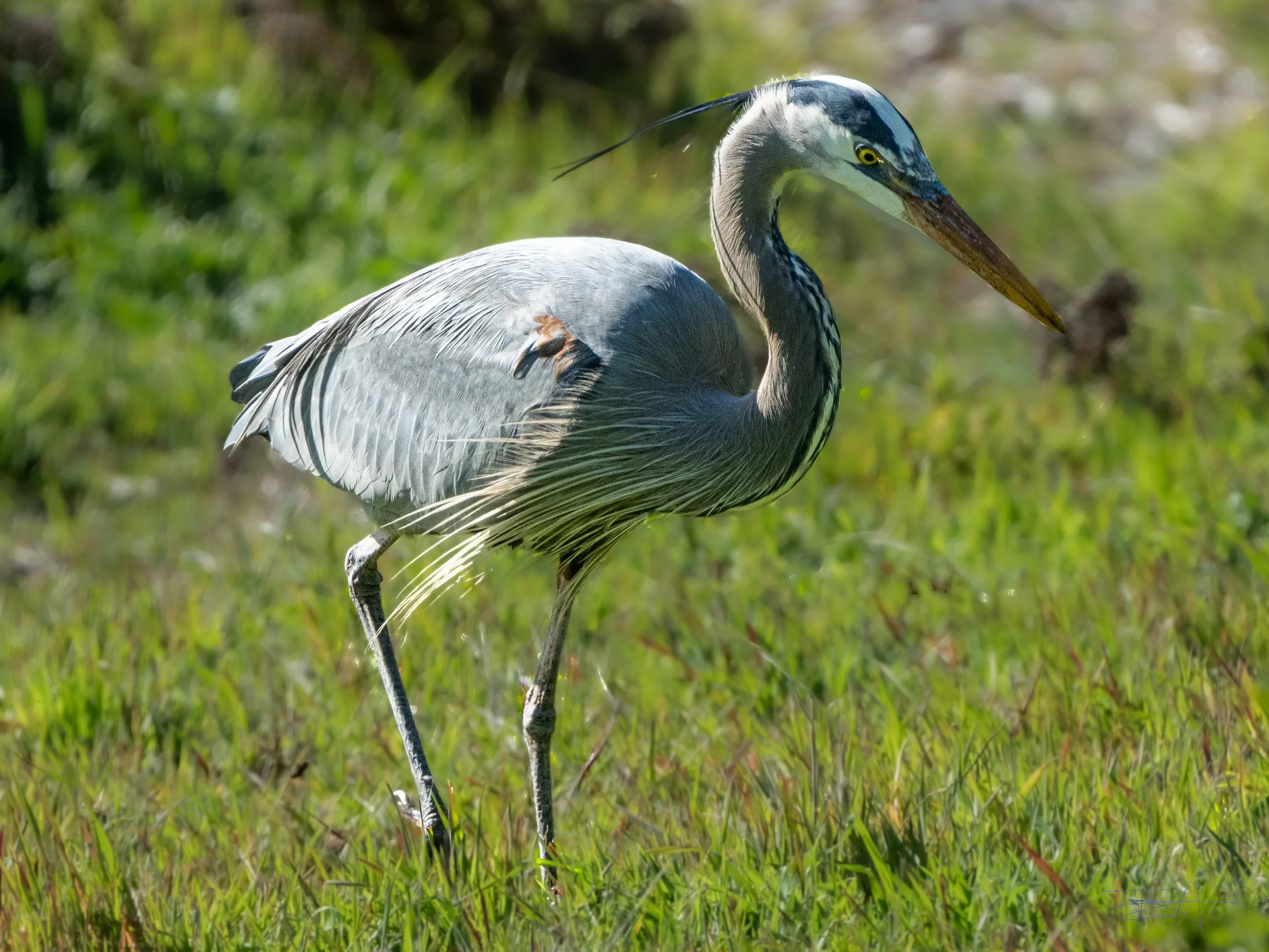 Great Blue Heron hunting in or yard 1