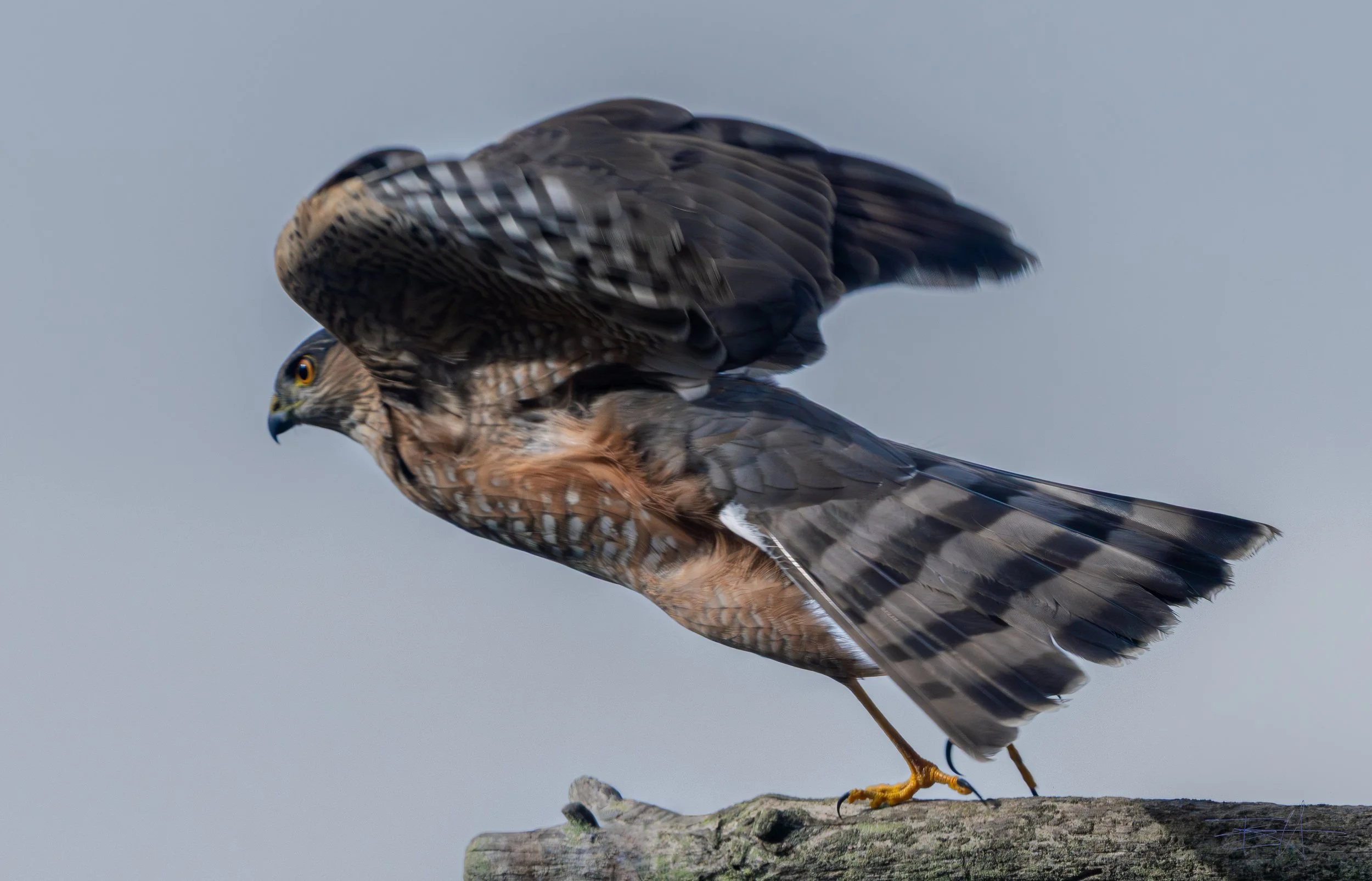 Sharp Shinned Hawk hunting in our yard 3