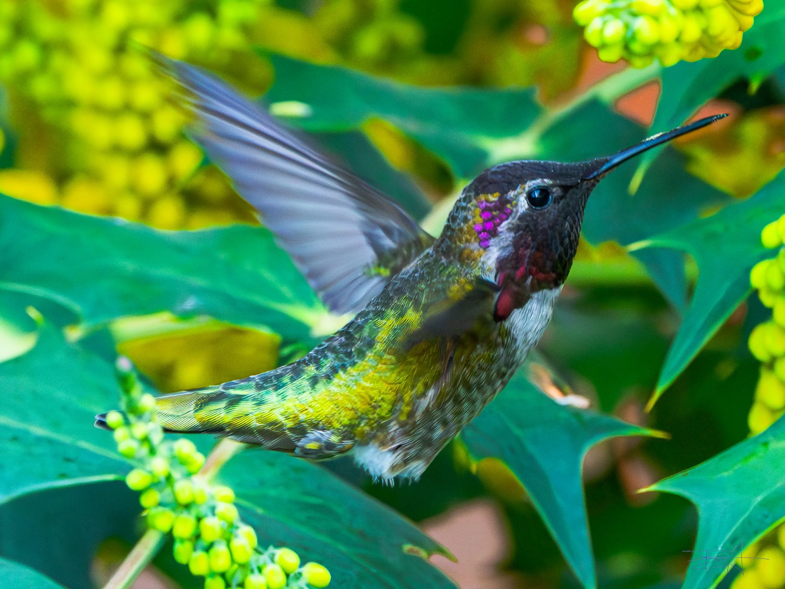 Ana's Hummingbird feeding on Oregon Grape