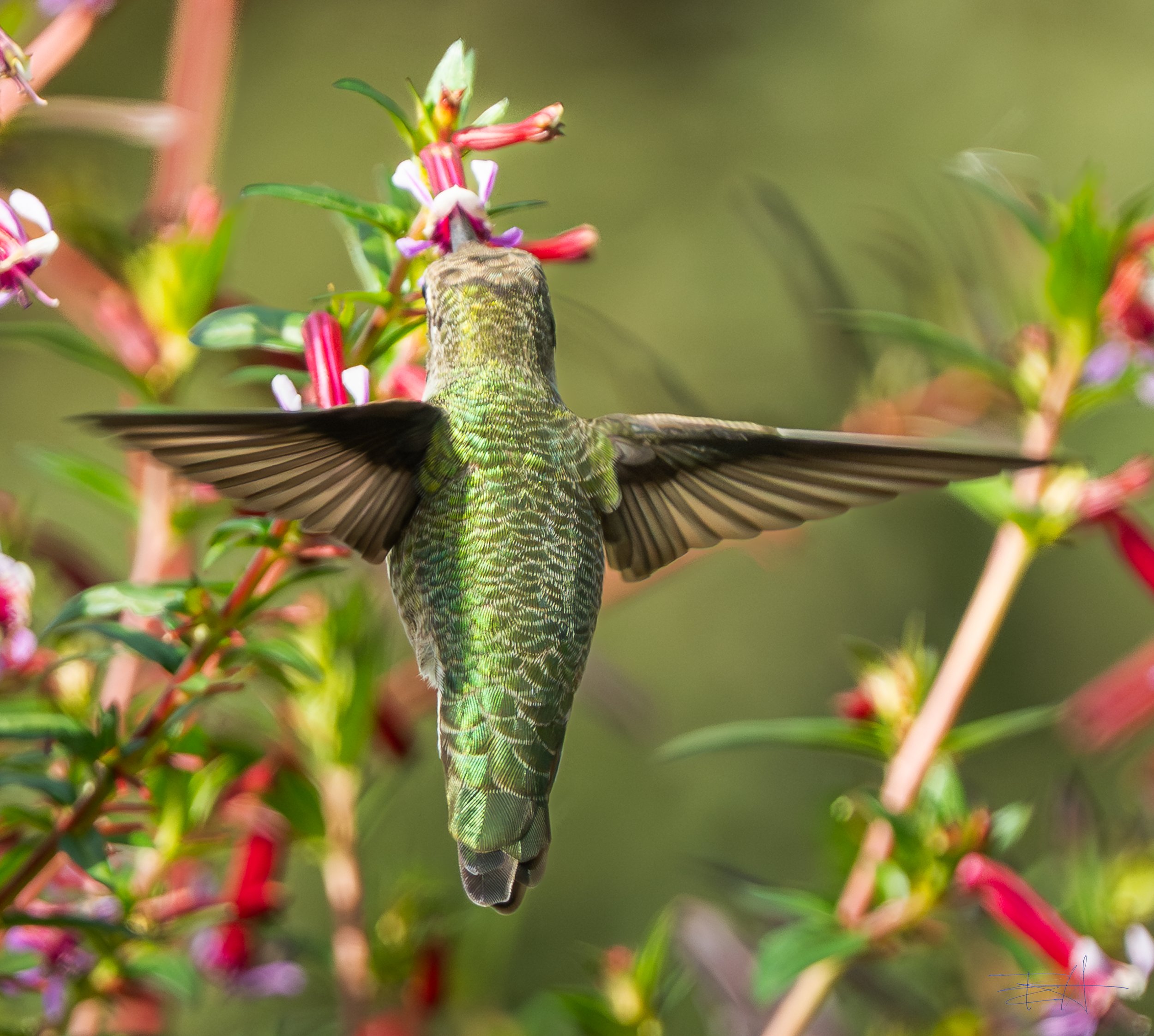 Ana's Hummingbird feeding on fuchsias 5