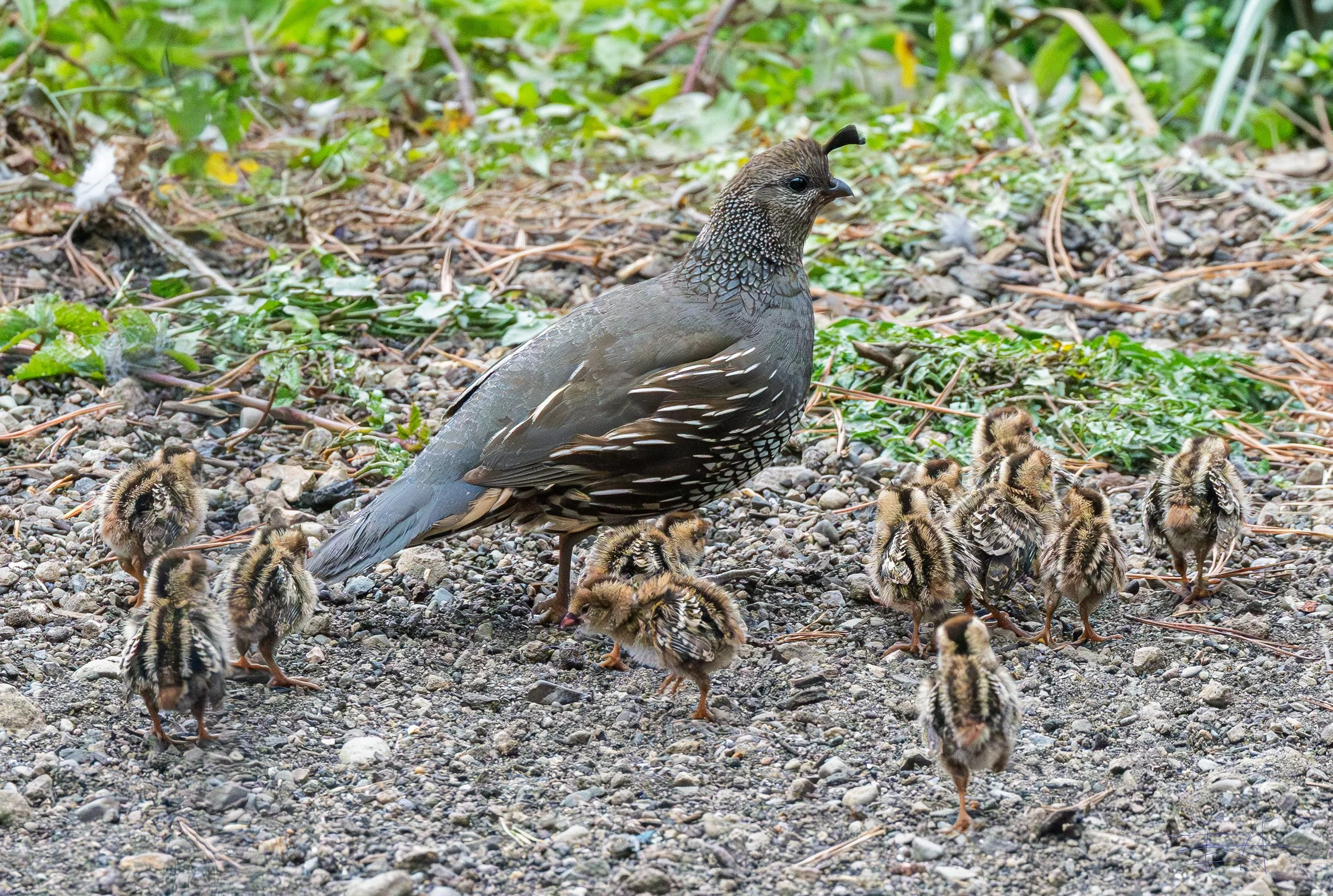 Mom Quail and her brood feeding 3