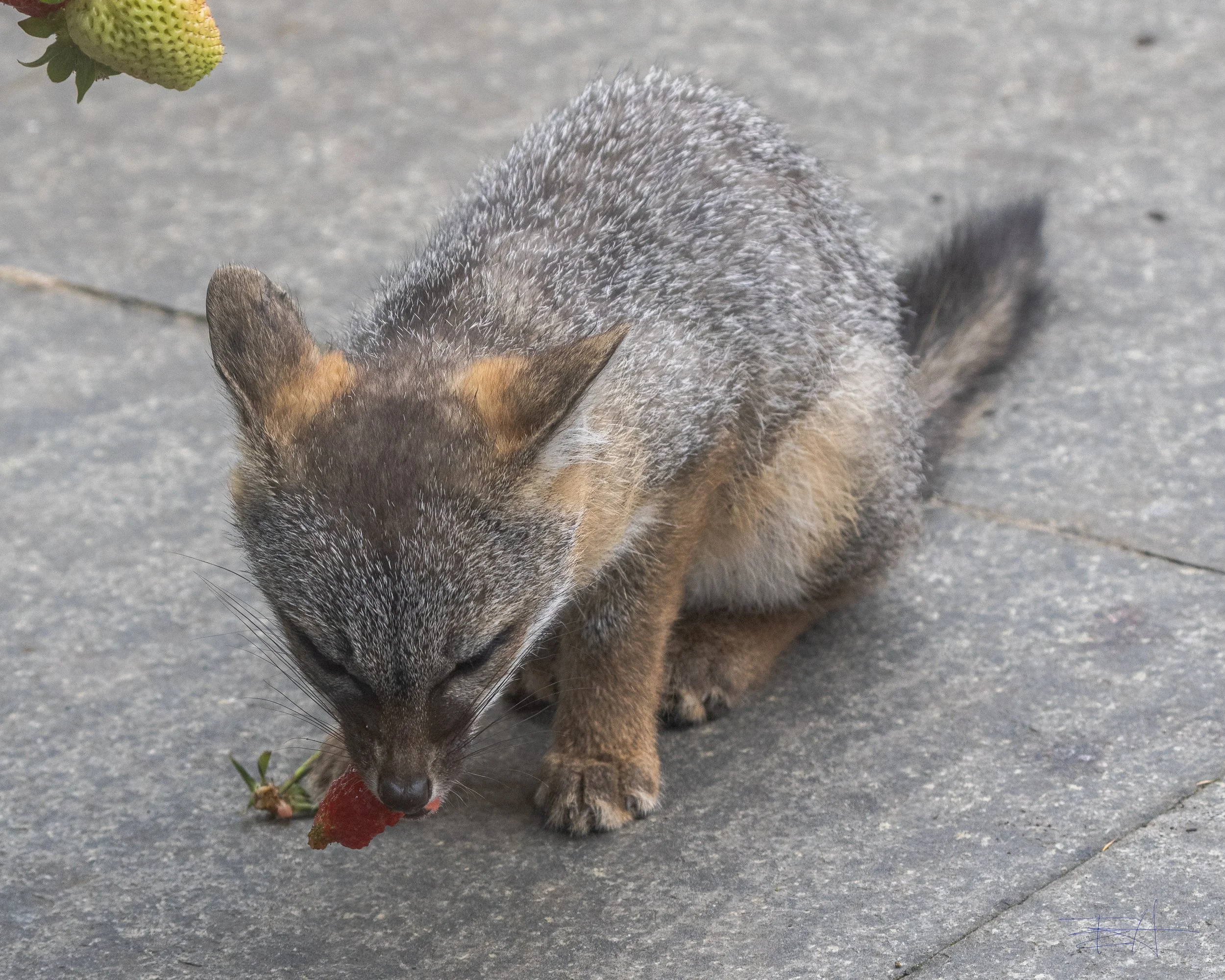 Gray Fox likes our strawberries 3