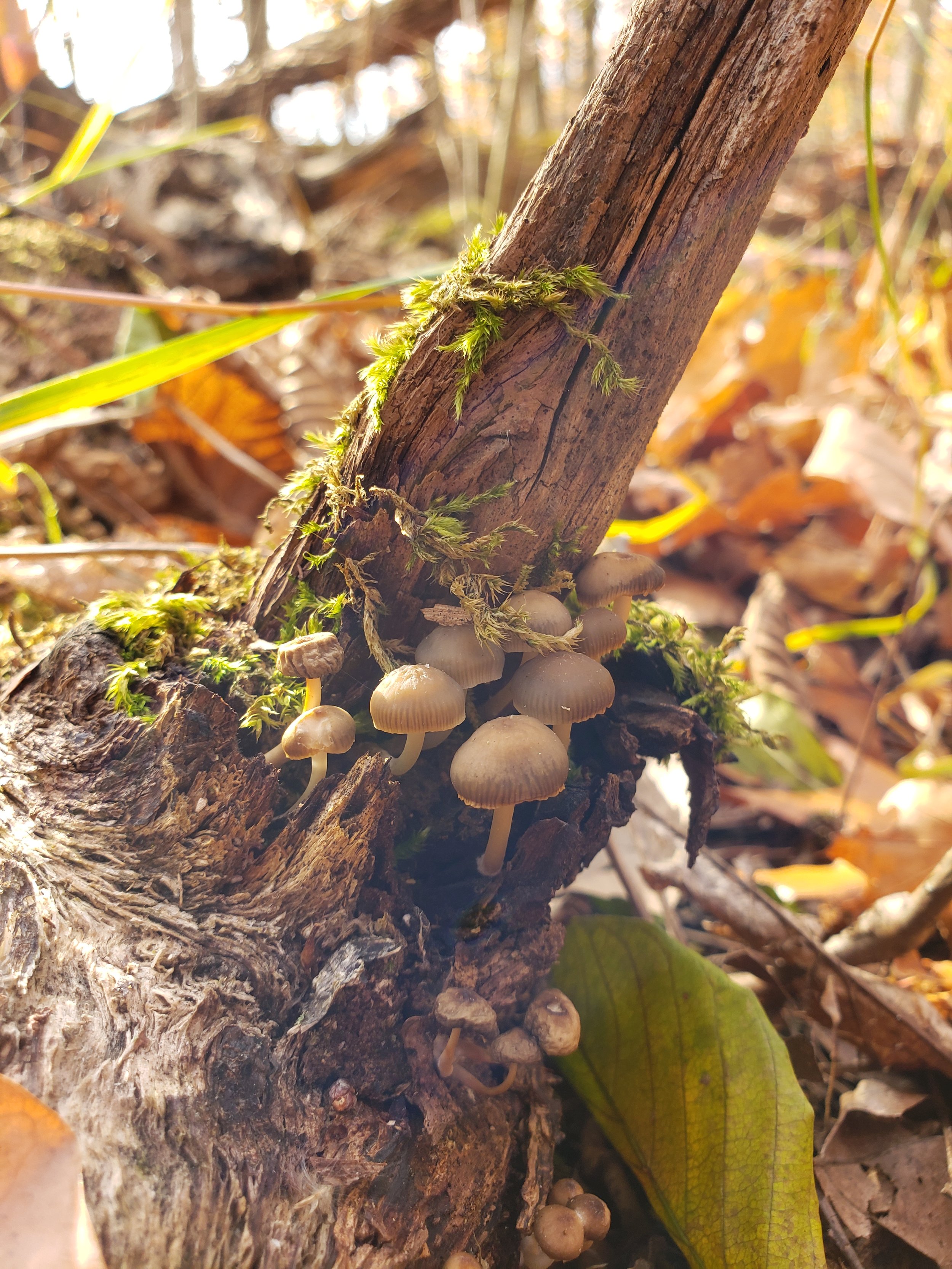 mushrooms on tree stump with bits of moss