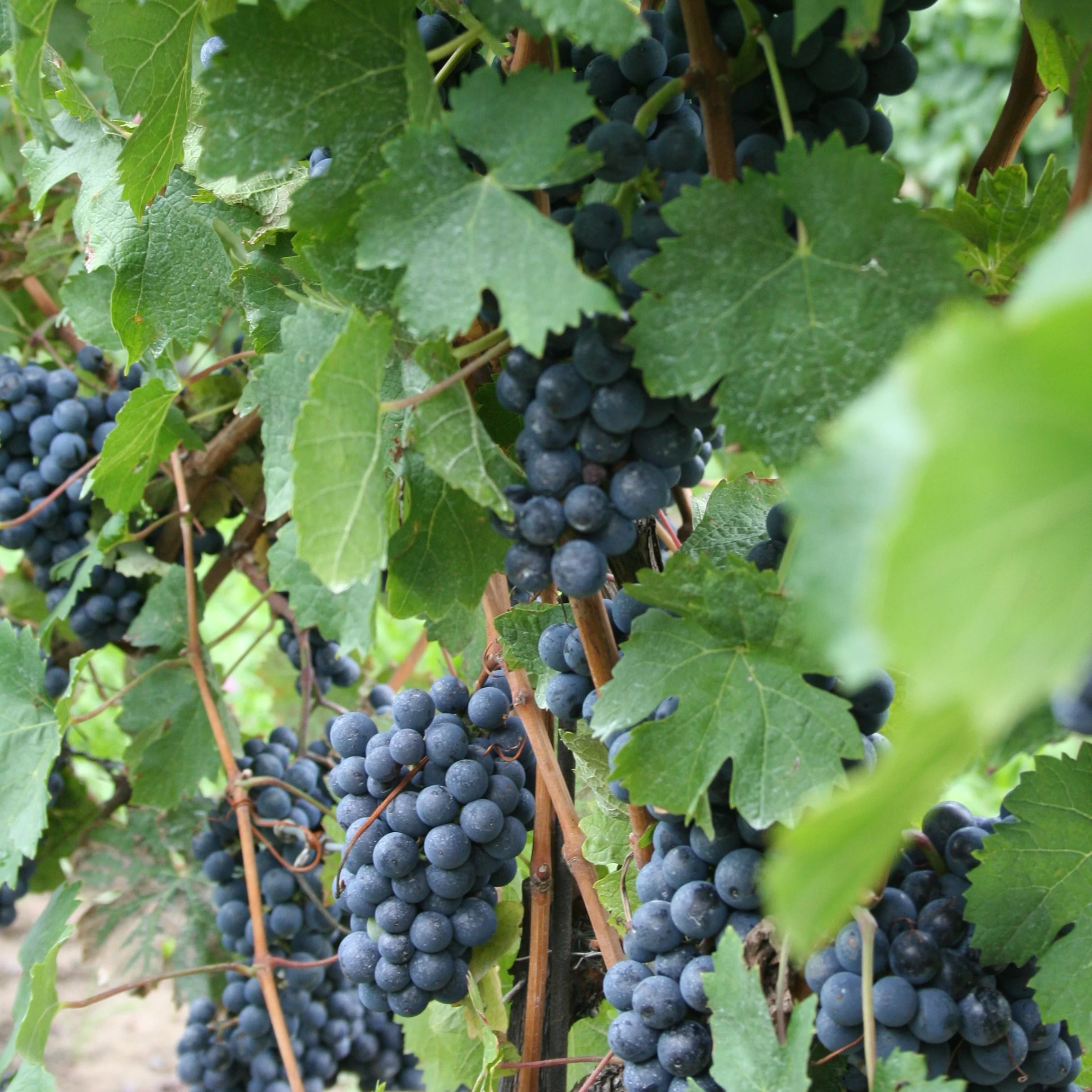 niagara red grapes on the vine, winery, wine