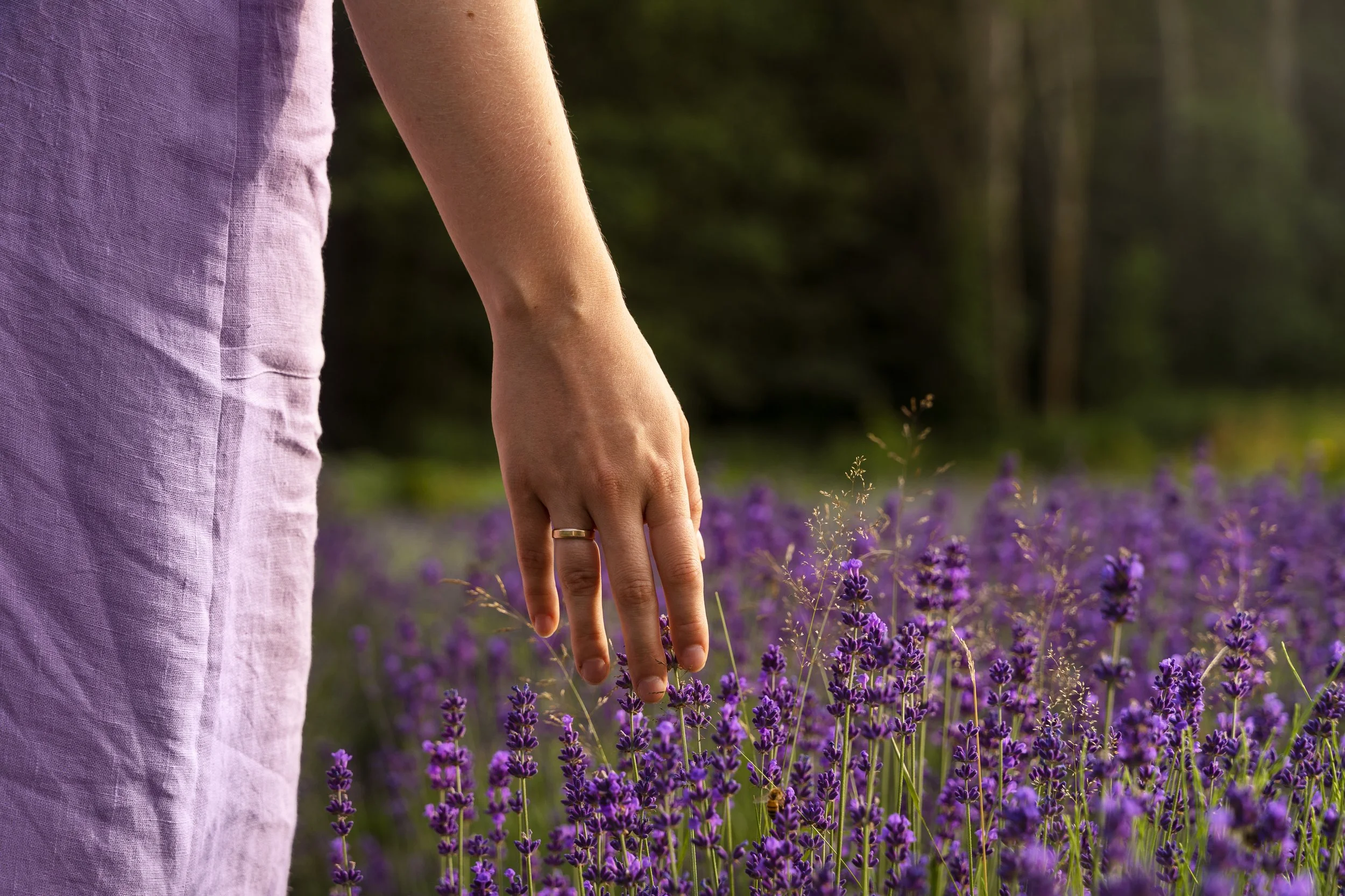 back-view-adult-lavender-field.jpg