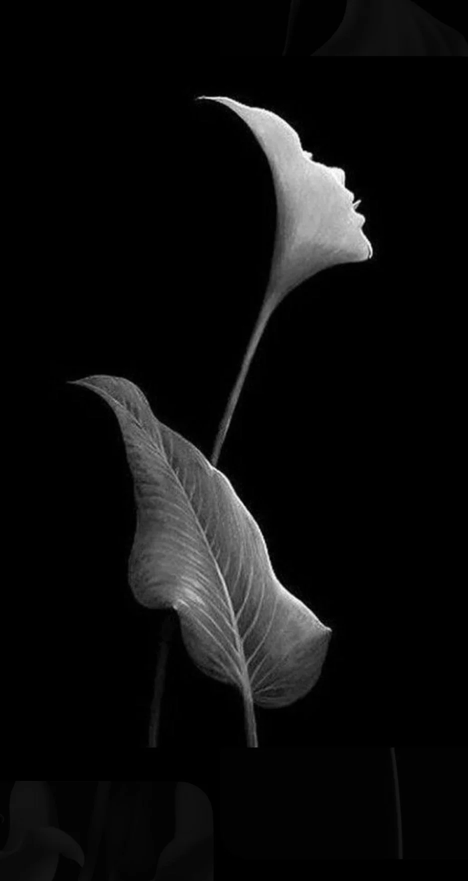 Black and white photo of a flower with a leaf and a flower resembling a woman's face profile.