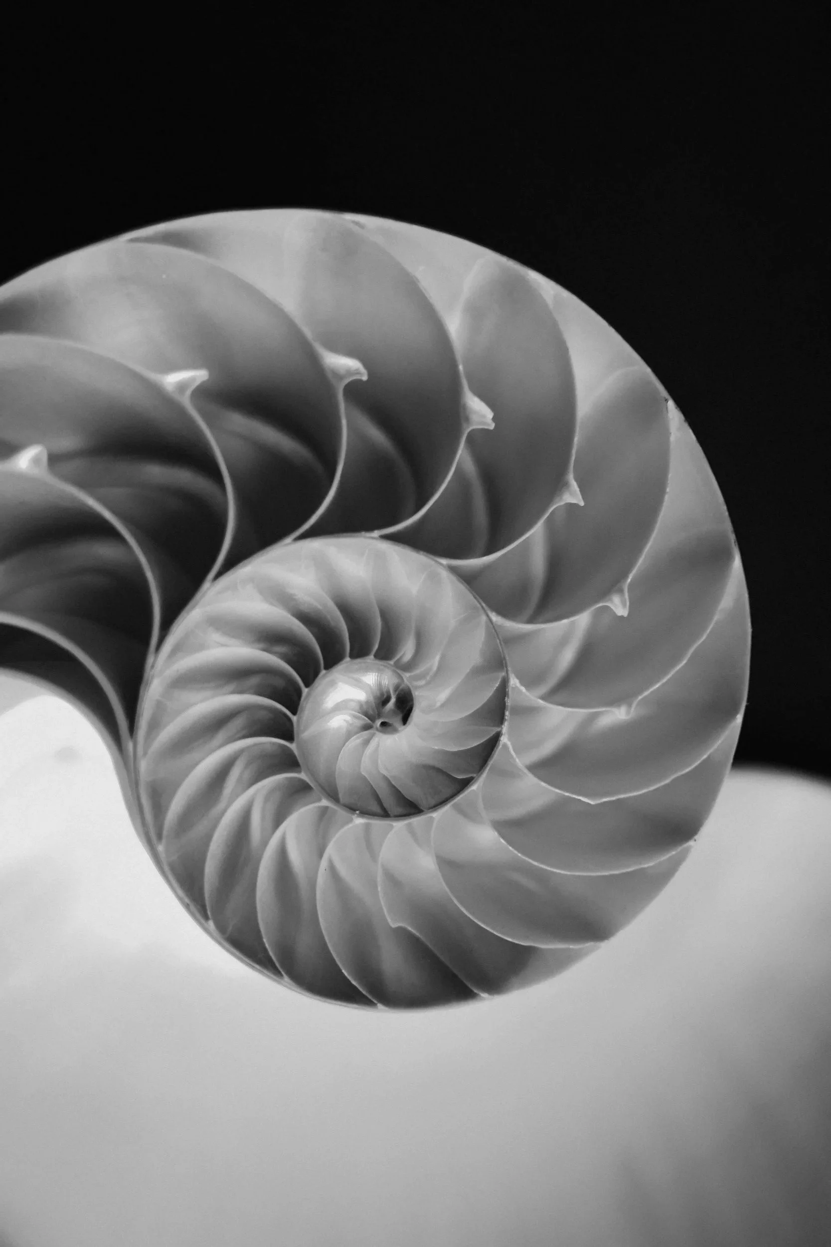 Close-up black and white photograph of a seashell showing its spiral structure.