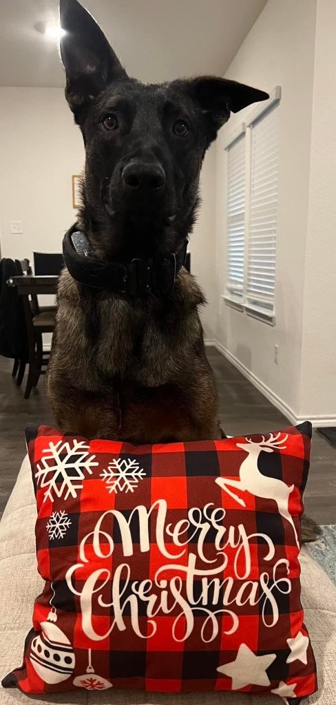 A dog with black and brown fur, wearing a black collar, sitting behind a Christmas-themed pillow with a red and black plaid pattern that says 'Merry Christmas' with snowflakes, a reindeer, and ornaments.