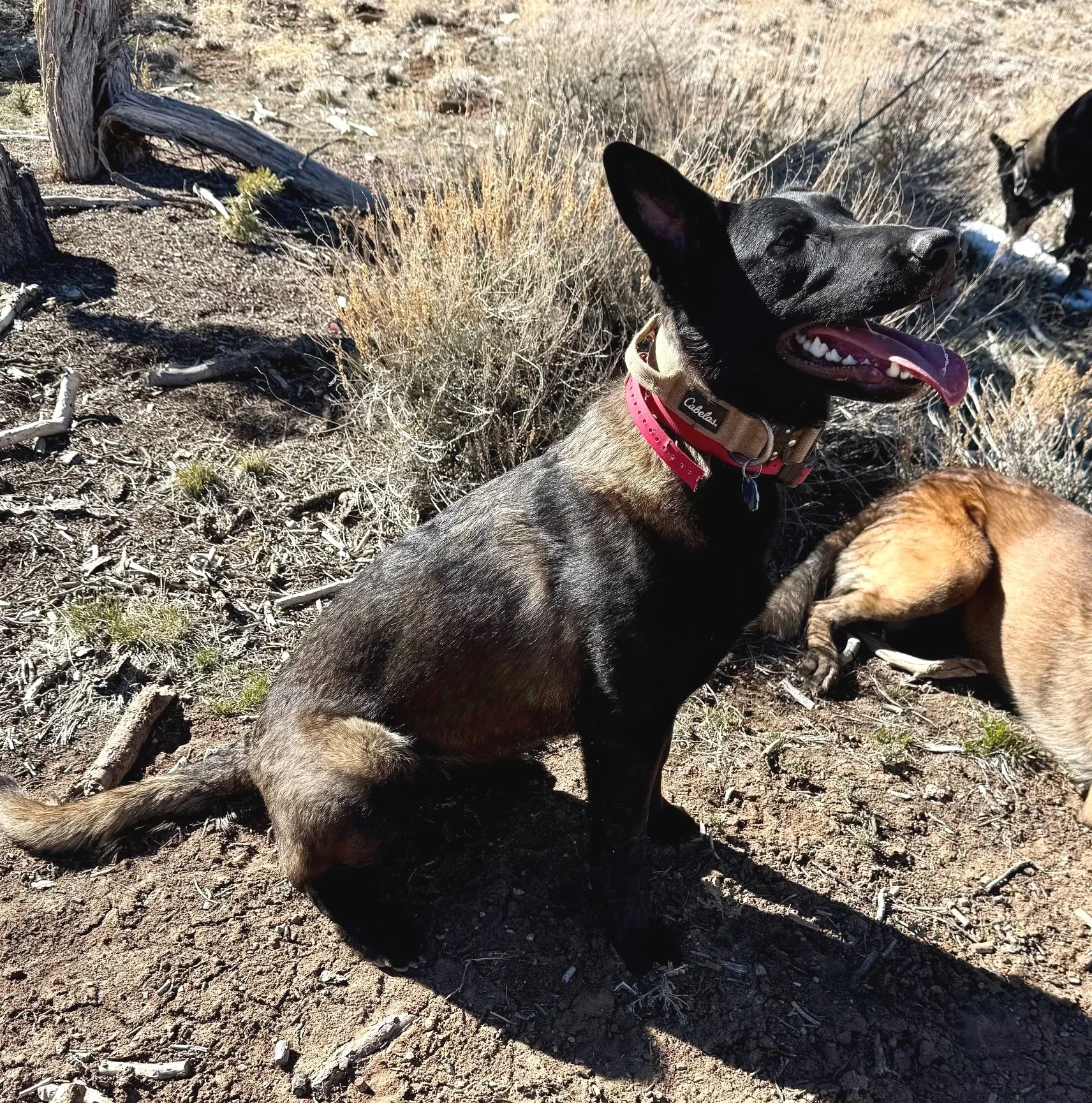 AKC registered Breeding Dam From Merican Malinois, Belgian Malinois located in Silt Colorado