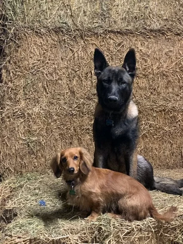 Two dogs, one small brown long-haired dachshund and one larger black and tan dog, inside a barn with hay walls.