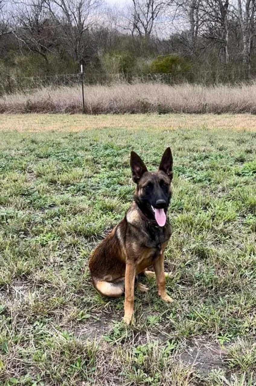 A Belgian Malinois dog sitting on a grassy field with its tongue out, in front of a wire fence and trees in the background.
