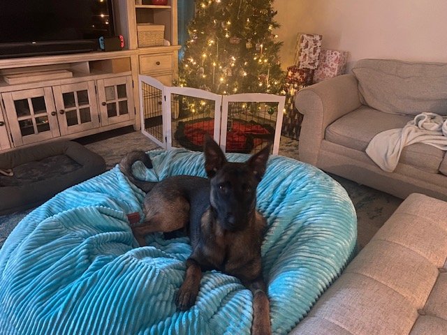 A dog lying on a large, blue, plush dog bed in a living room decorated for Christmas, with a Christmas tree lit with lights and presents underneath, and furniture including a gray couch, a beige armchair, and a TV stand in the background.