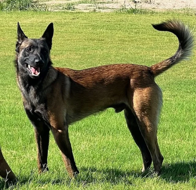 Breeding stud from Merican Malinois, Belgian Malinois located in Silt Colorado