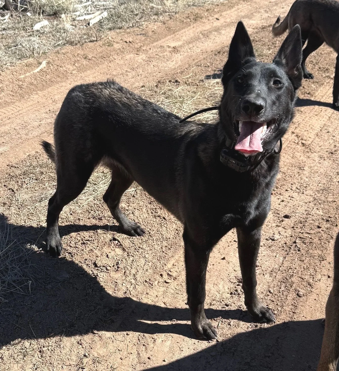 AKC registered Breeding Dam From Merican Malinois, Belgian Malinois located in Silt Colorado 