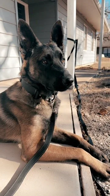 Adult male Belgian Malinois from past litter on Merican Malinois, located in Silt Colorado