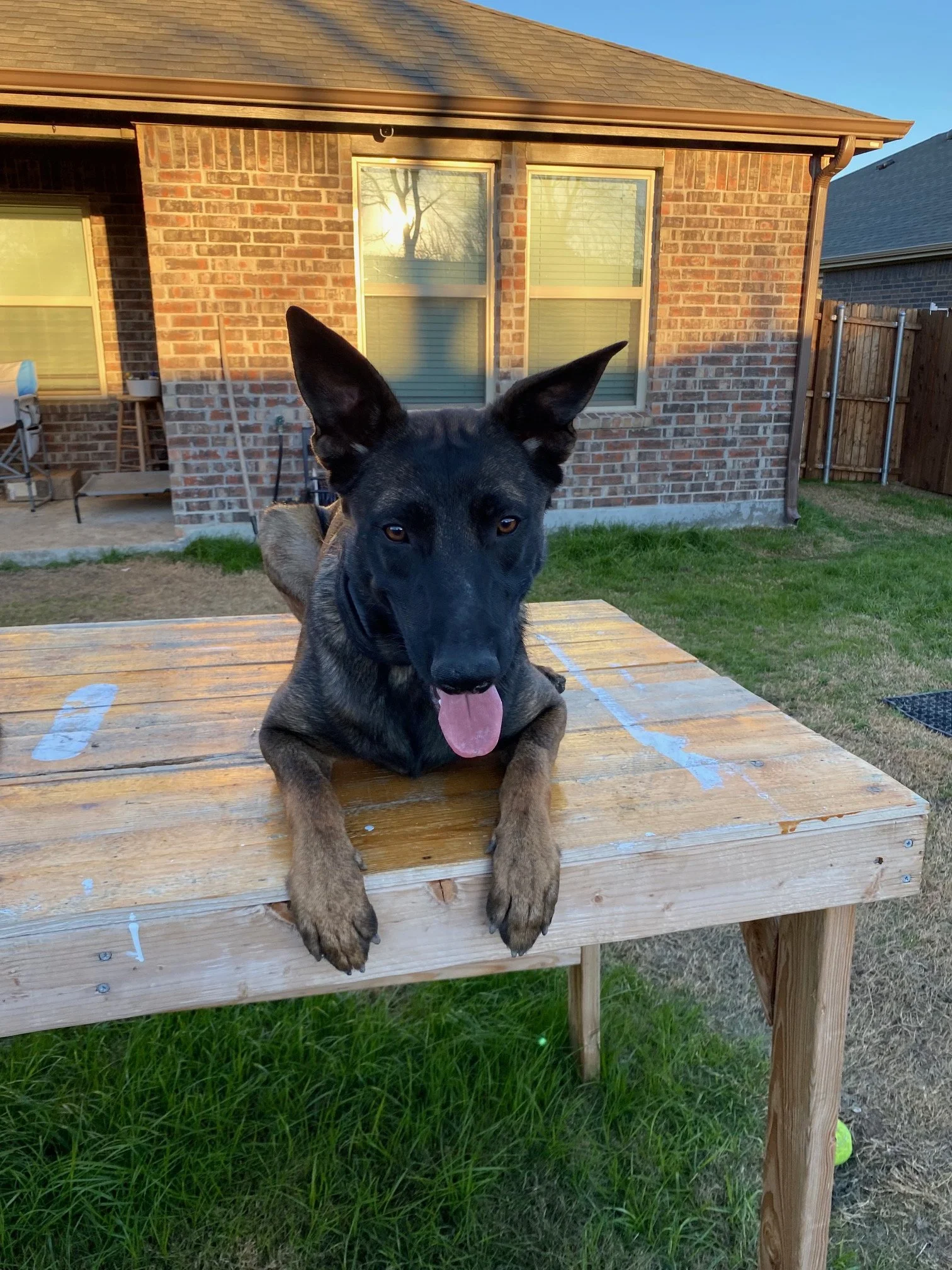 A black and tan dog with large ears lying on a wooden table in a backyard, tongue out, with a brick house and windows in the background.