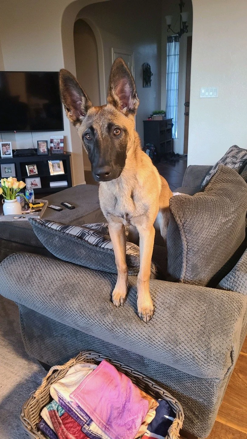 A Belgian Malinois puppy with large ears standing on a gray couch in a living room, looking at the camera.