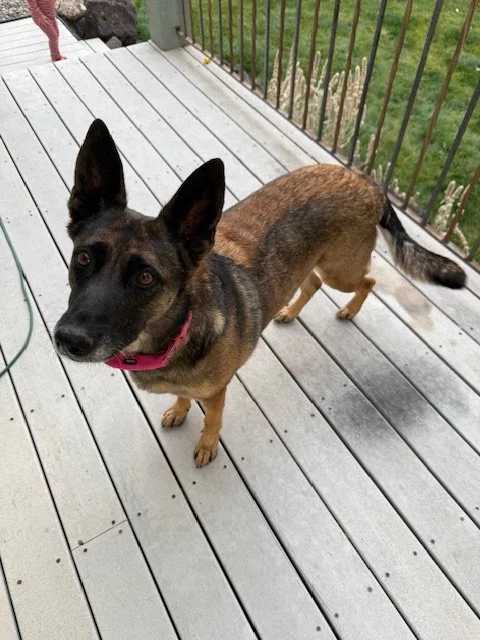 Retired breeding Dam from Merican Malinois, Belgian Malinois located in Silt Colorado 