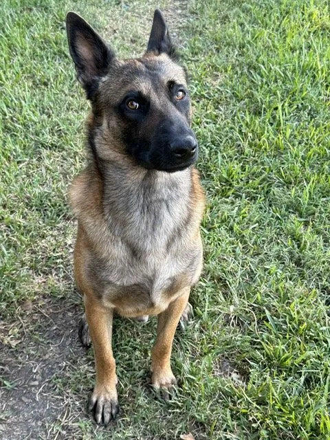 Belgian Malinois dog sitting on grass in a park.