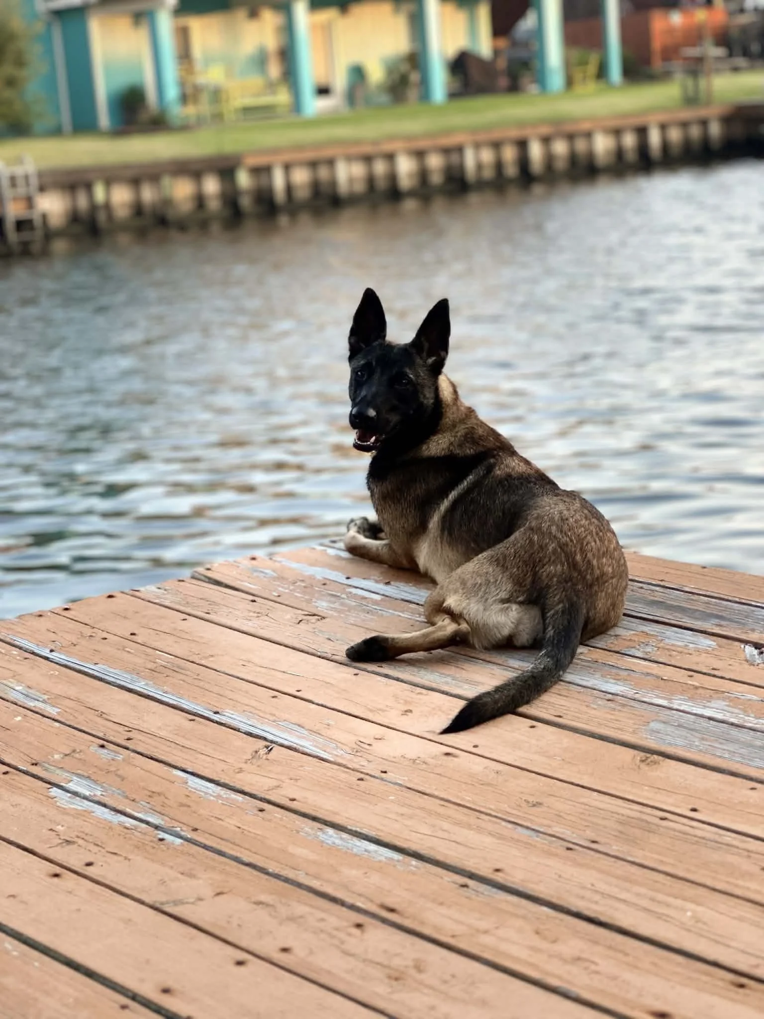 Female Belgian Malinois from past litter of Merican Malinois located in Silt Colorado.