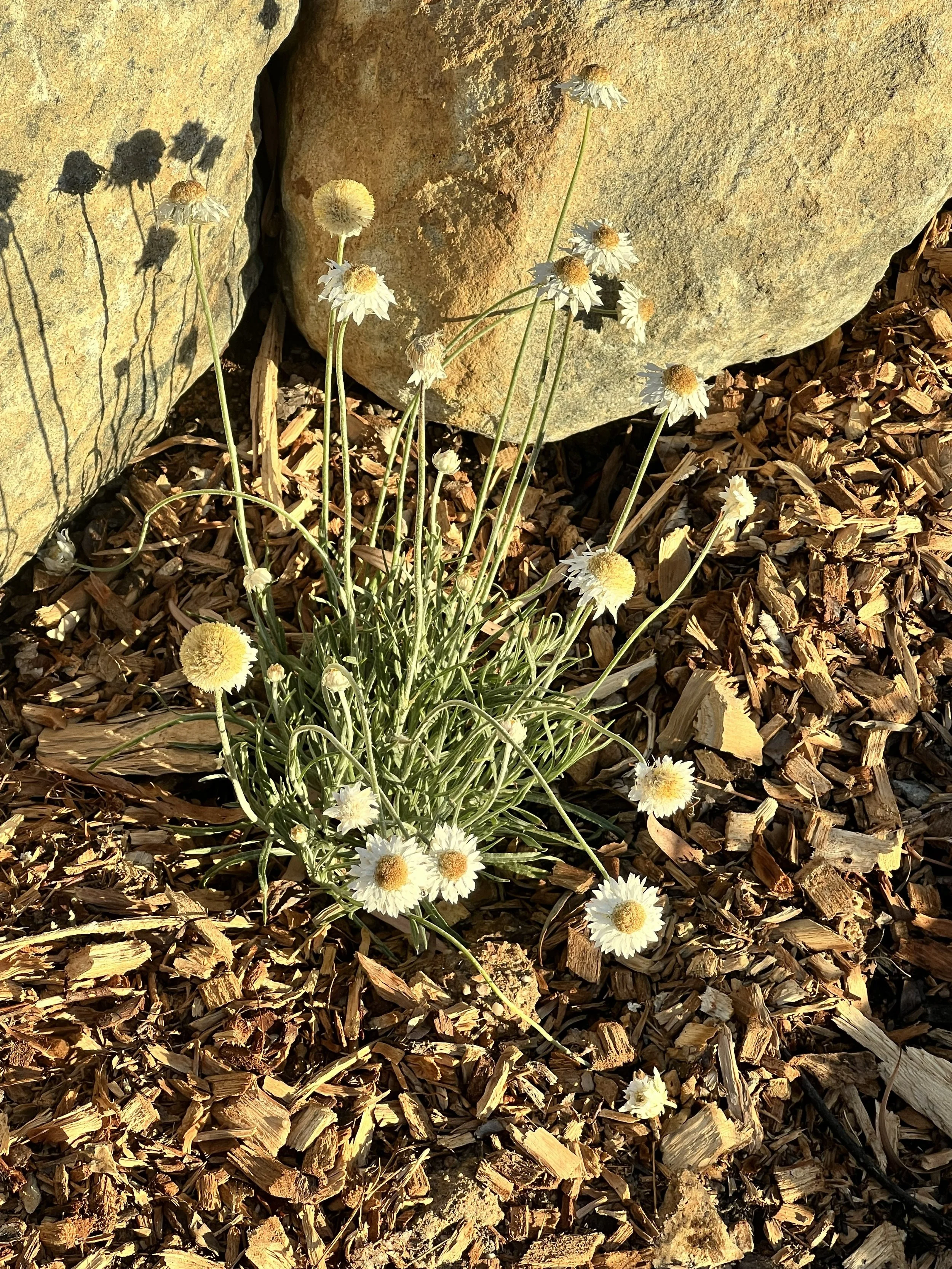 Canberra garden in Flynn after landscape design with Bluebell Horticulture Studio