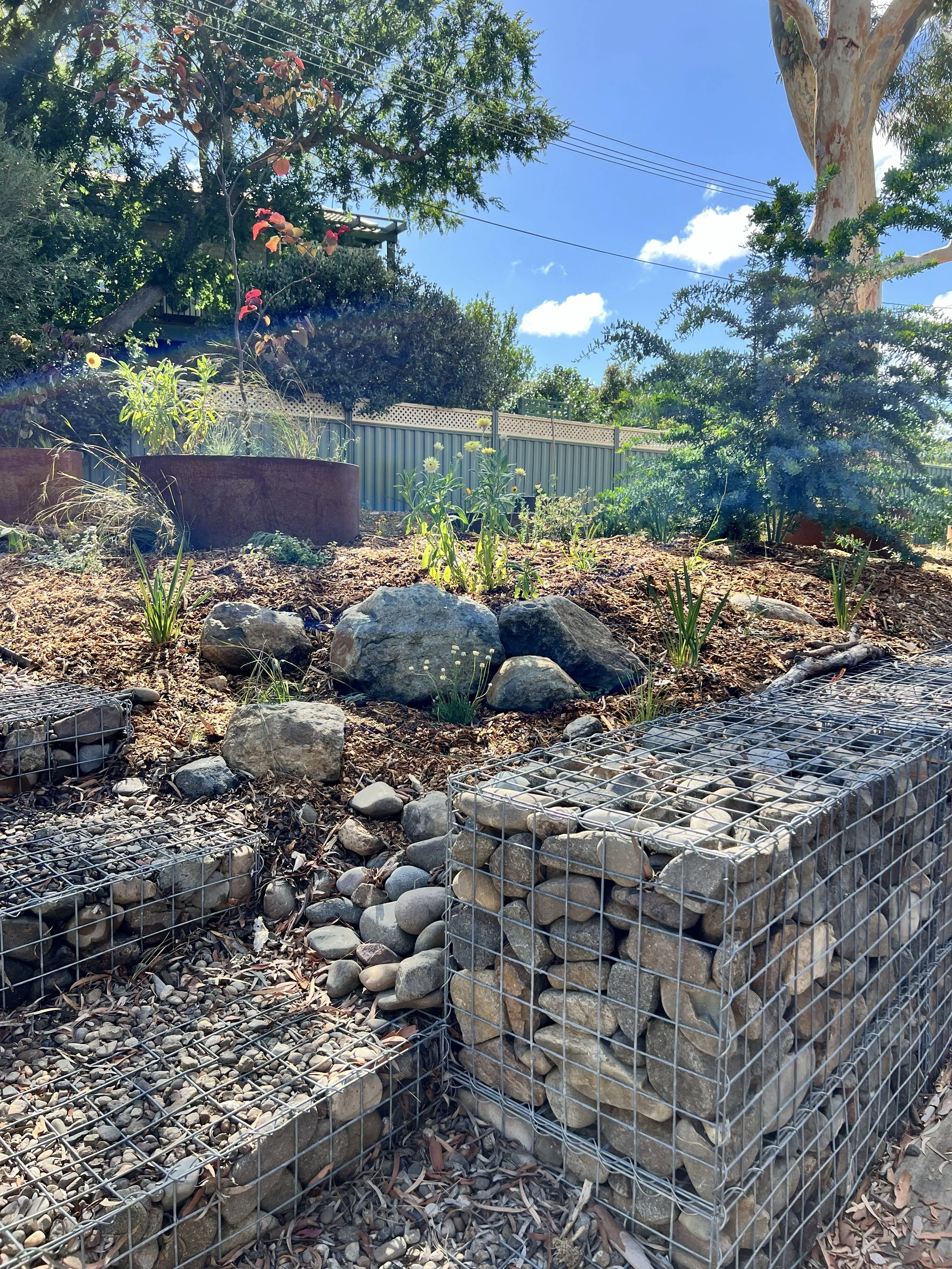 Canberra garden in Flynn after landscape design with Bluebell Horticulture Studio
