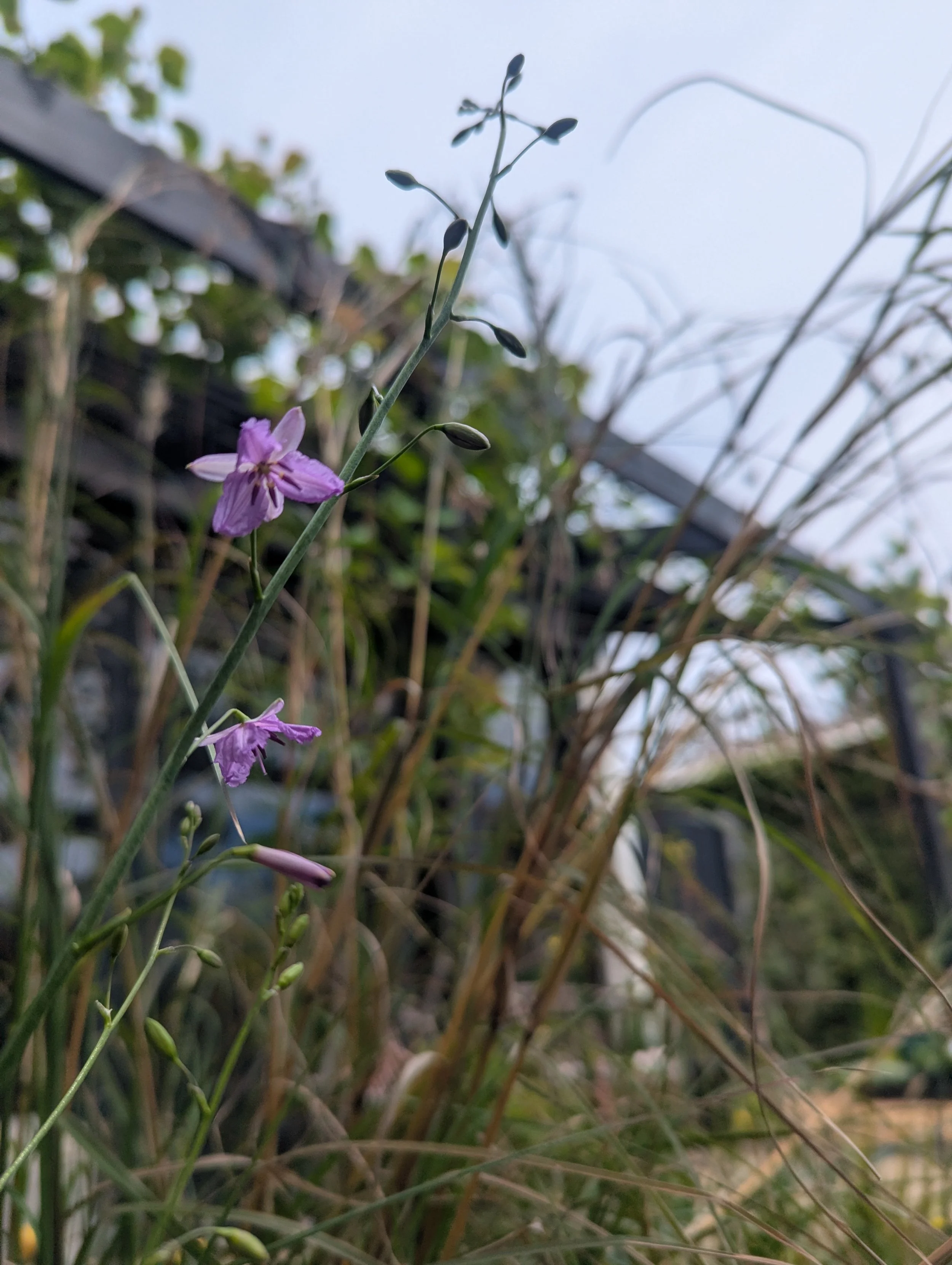 Close-up of a small purple flower, likely a type of wildflower or weed, with green buds and stems, against a background of dry grass and outdoor structures.