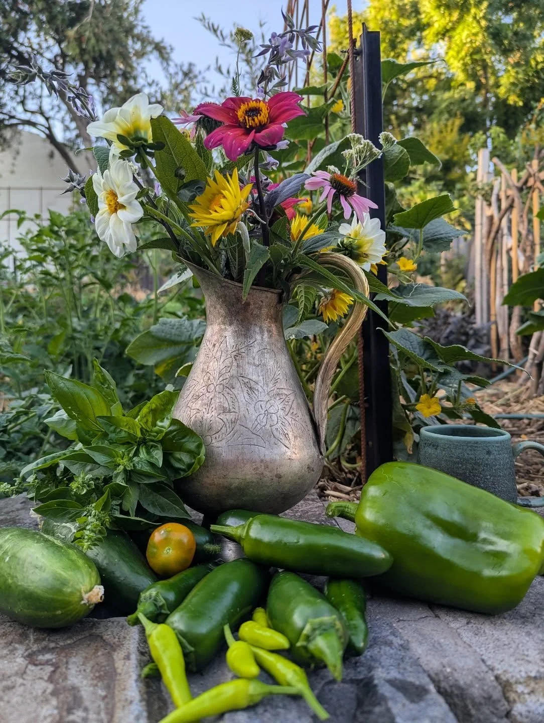 Early AM stuff - coffee, watering, and harvesting before another extreme heat day today 🌞🥵 Take care of yourselves and our wildlife as this heat wave continues - even a shallow container of water in the park could be life saving for our local feath