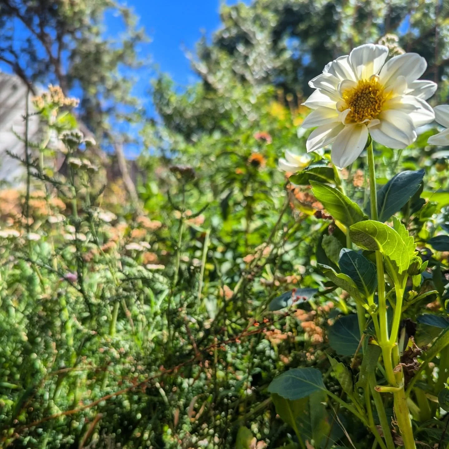 Newest Dahlia in the mixed meadow planting outside my bedroom window -  makes me one happy gardener 🌼 she's planted amongst native grass Microlaena stipoides, lots of Achillea millefolium, Salvia uliginosa, and Ammobium alatum (amongst others) - a w