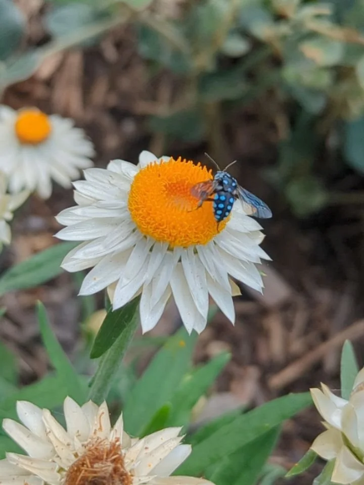 Working on my Ainslie project today - stopped to have a drink, and observed four different species of native bees enjoying the plantings, including Blue Banded Bees and this amazing Cuckoo Bee 😱 a huge reminder of the power of making gardens for loc