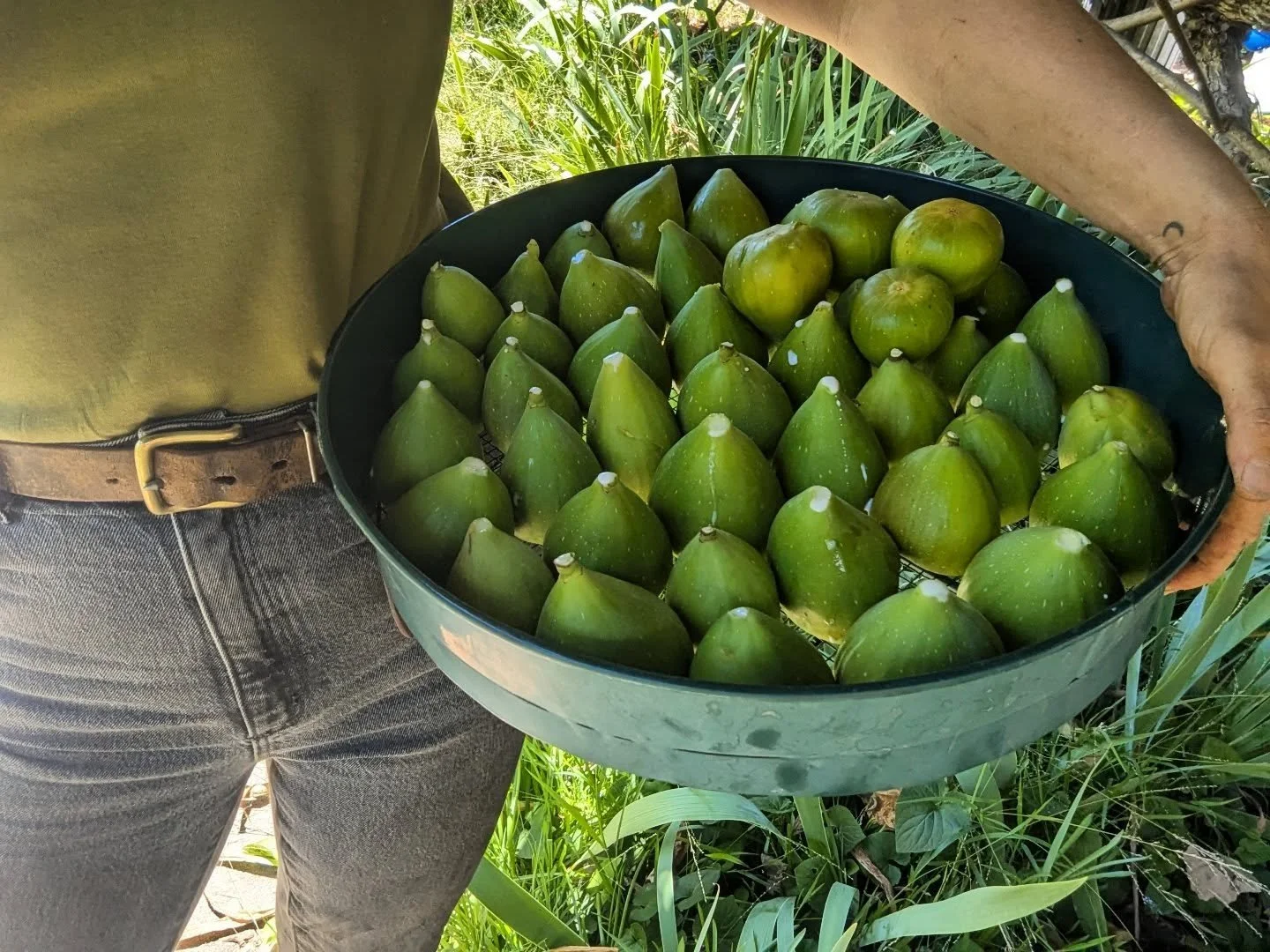 Late-summer riches at Arminel and Pat's 🌱 warm figs straight from the tree > Porsche or huge TV or tiny designer bag or whatever the heck