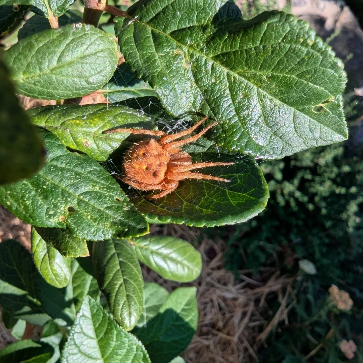 Garden companions lately 🕷️🕸️🐝🦆🐶 🌱😬
 
Watching garden life is a perfect reminder of why we need to let things be and continue to observe the natural order of things. In our garden, we let the wasps build their nests on our eaves, knowing that 